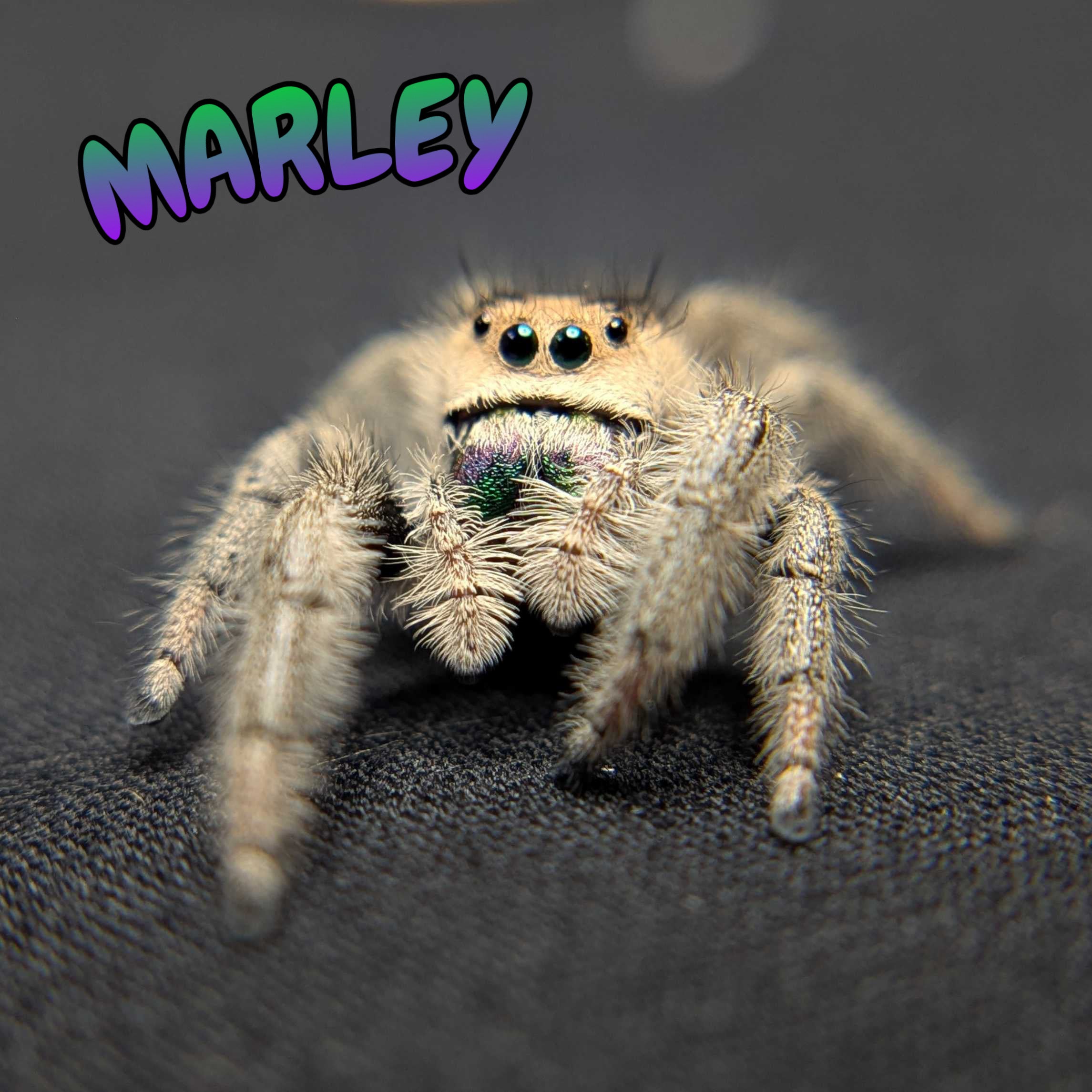 Regal Jumping Spider "Marley"