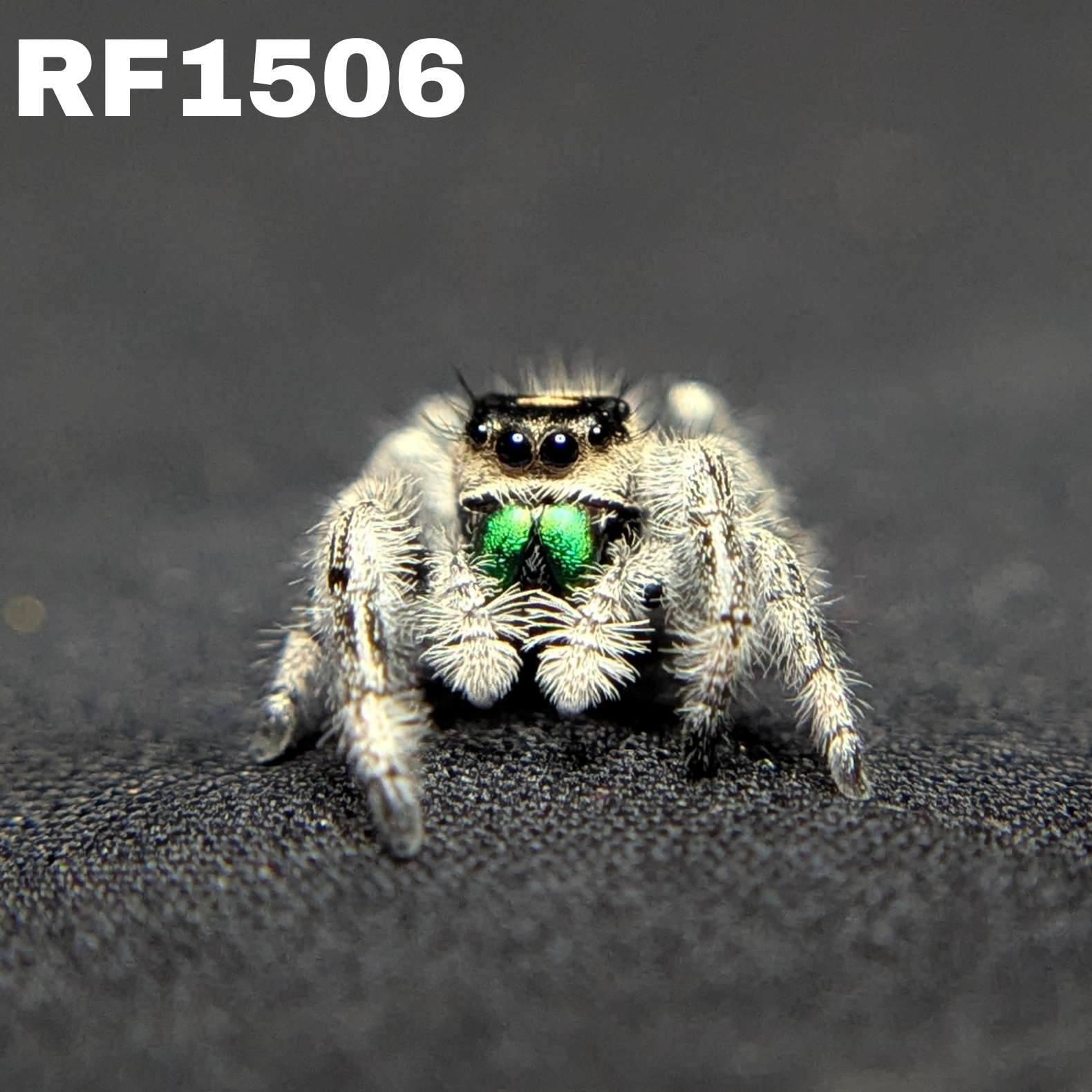 Regal Jumping Spider "Joker"