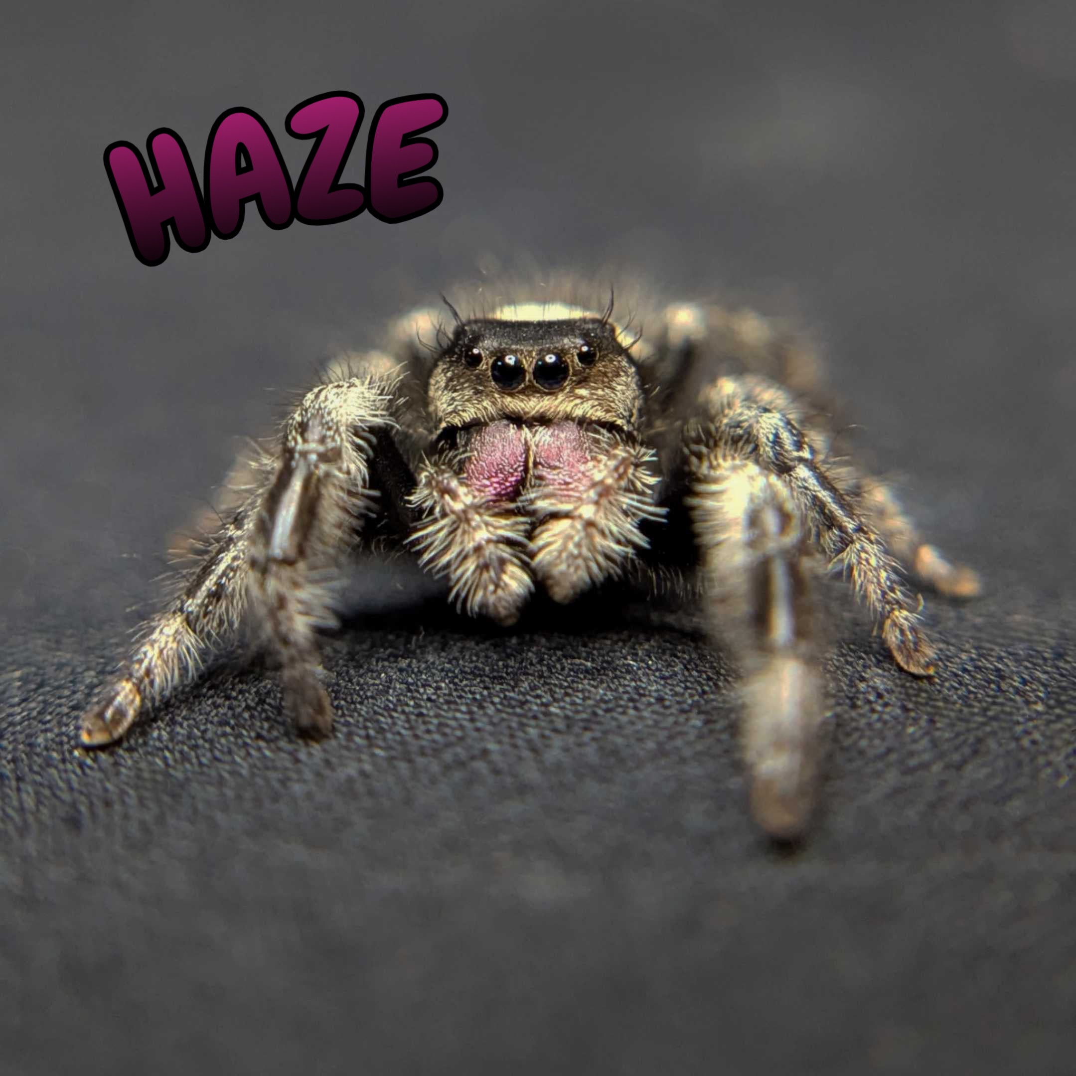 Regal Jumping Spider “Haze”