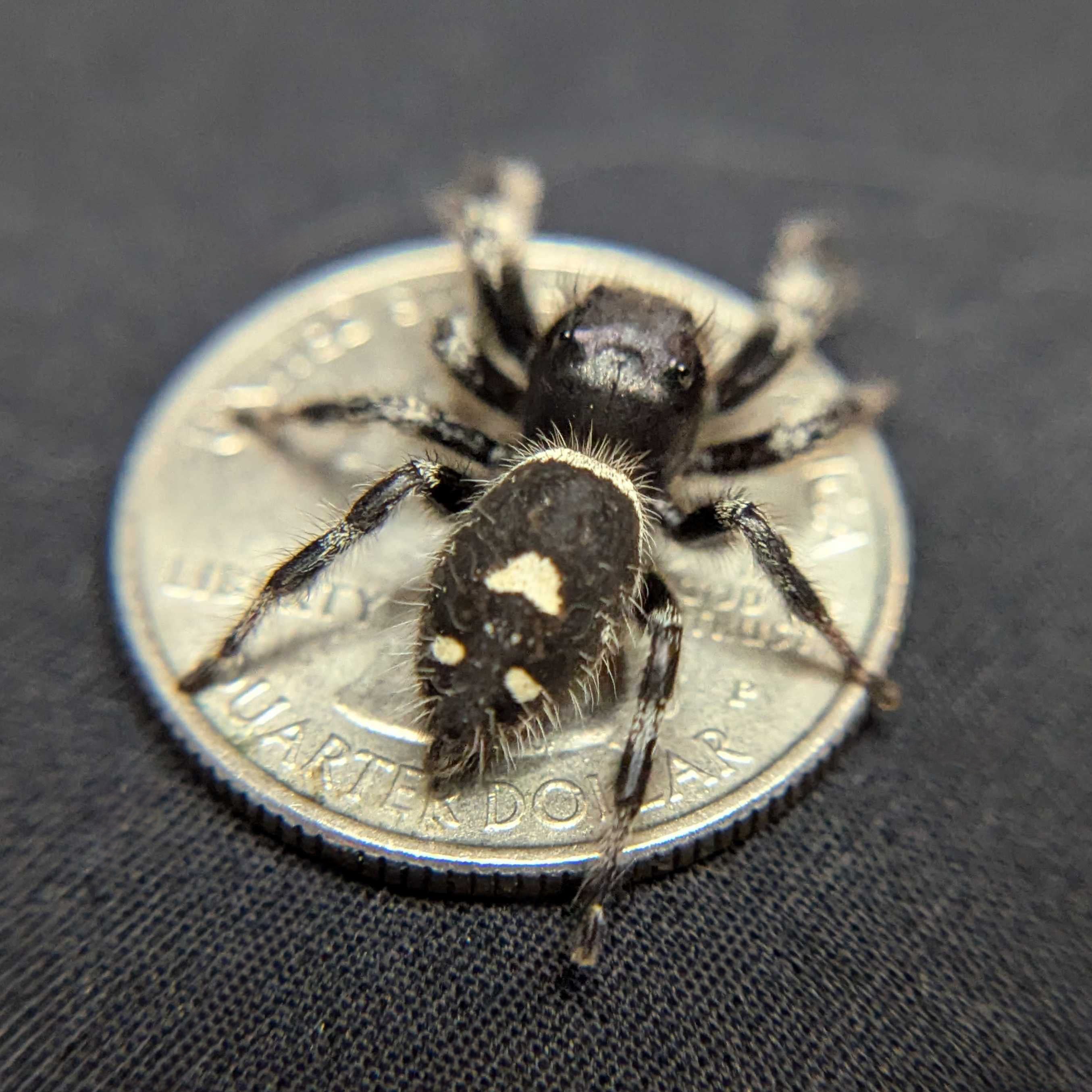 Regal Jumping Spider “Haze”