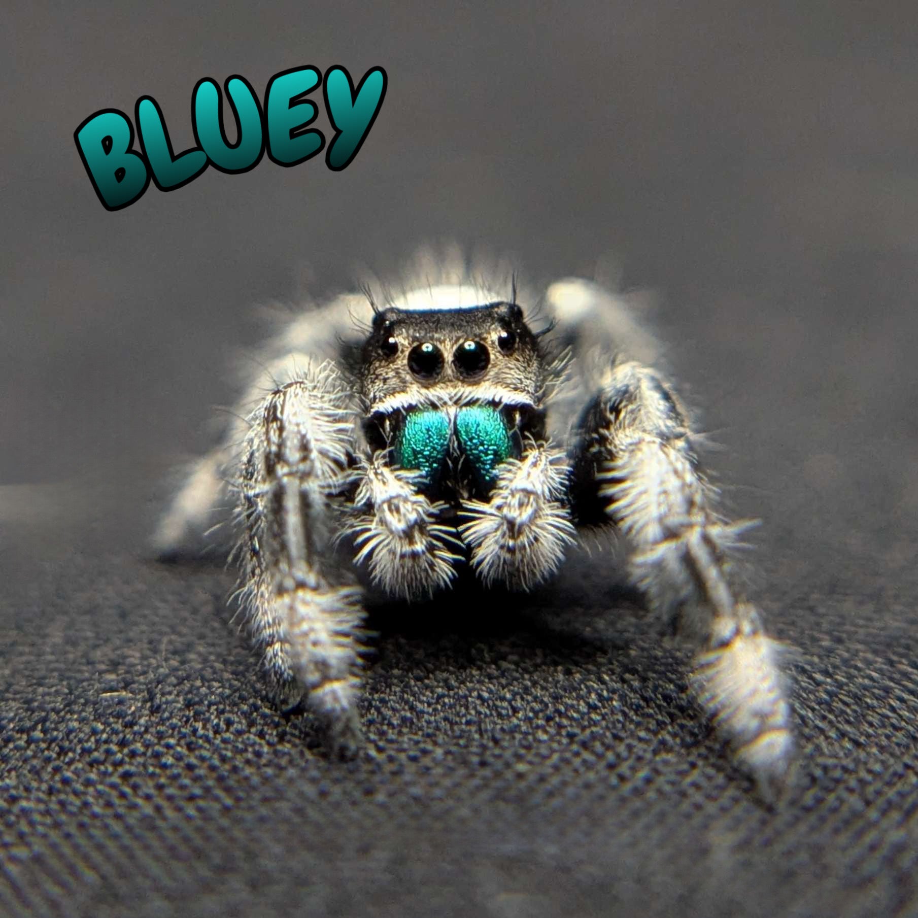 Regal Jumping Spider "Bluey"