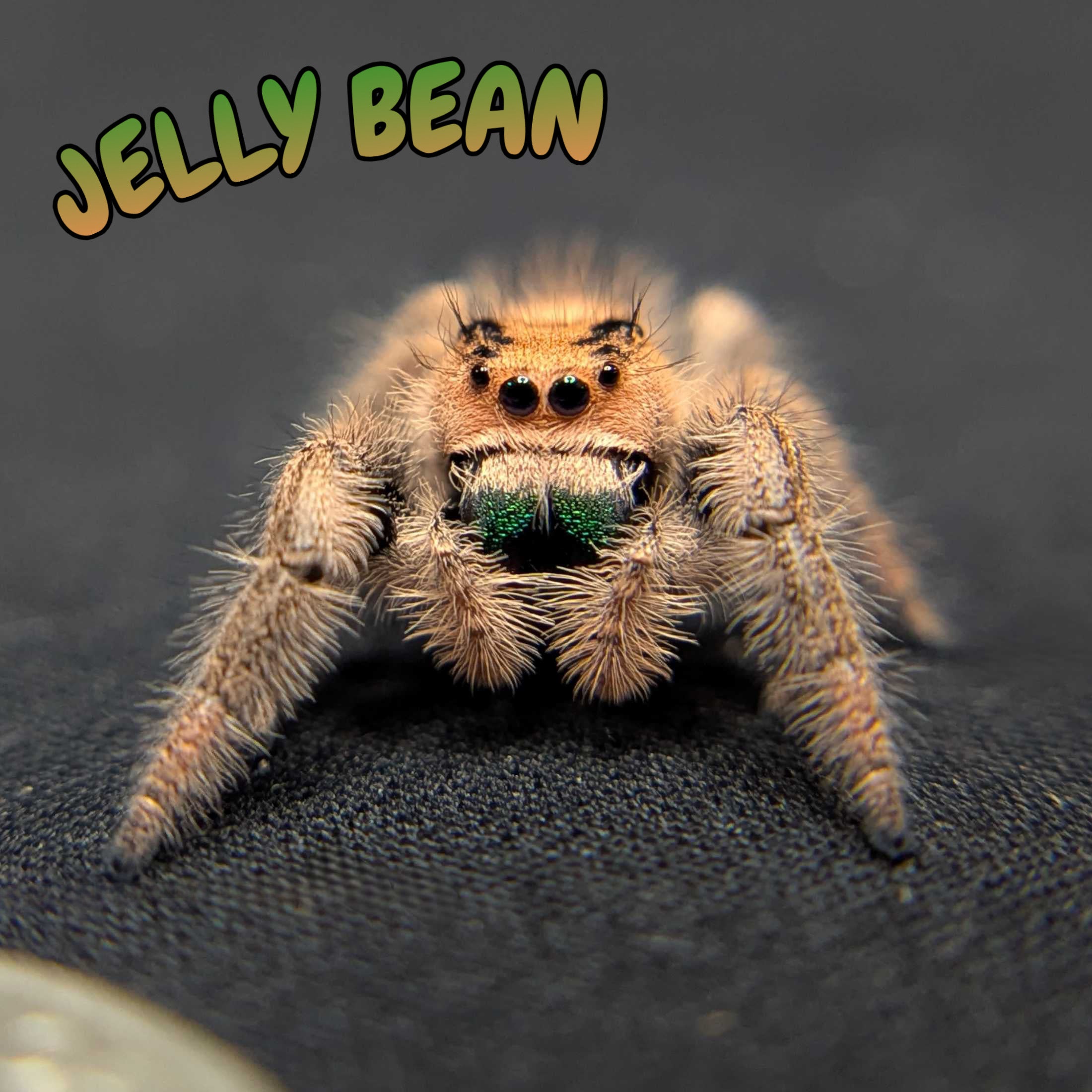 Regal Jumping Spider "Jelly Bean"