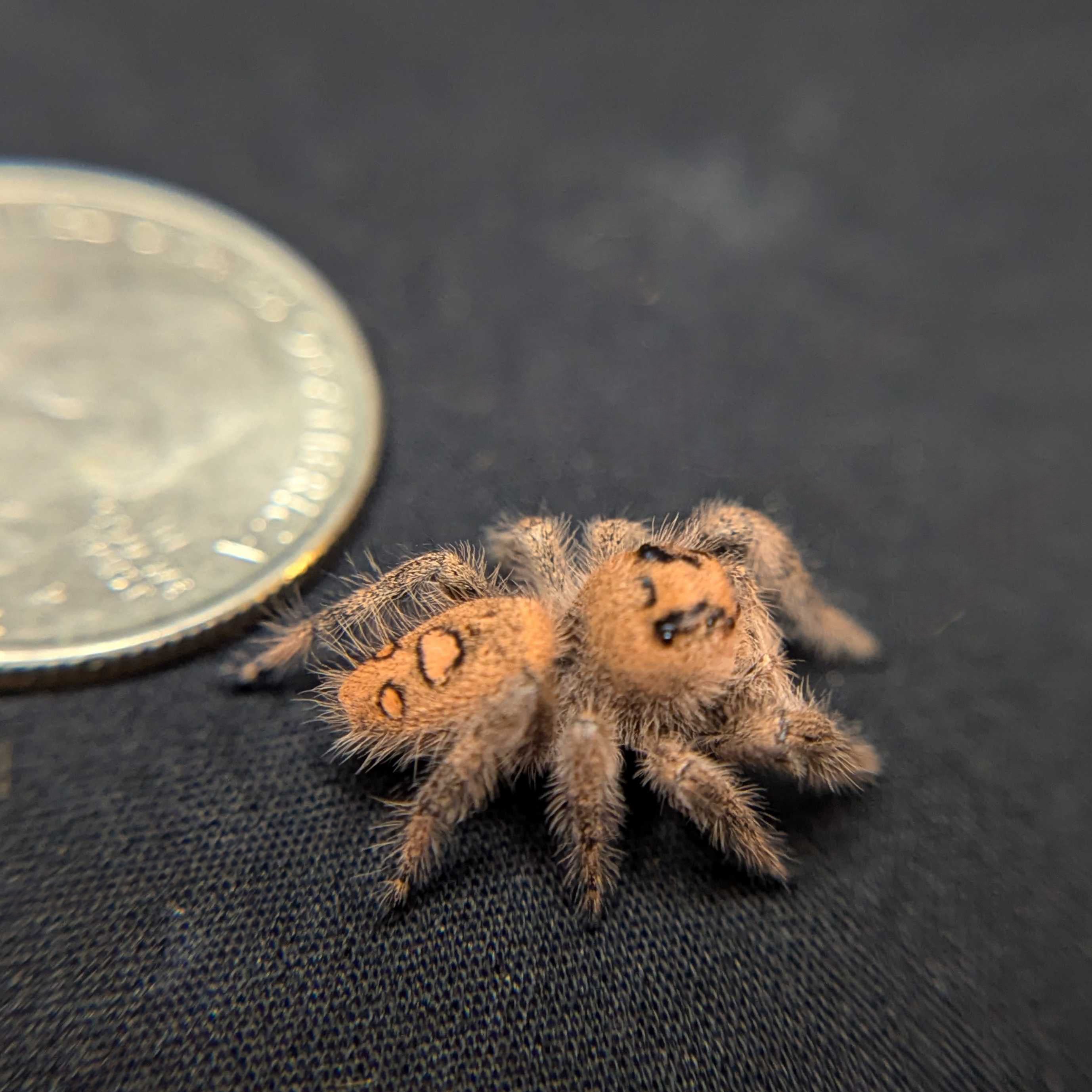 Regal Jumping Spider "Jelly Bean"