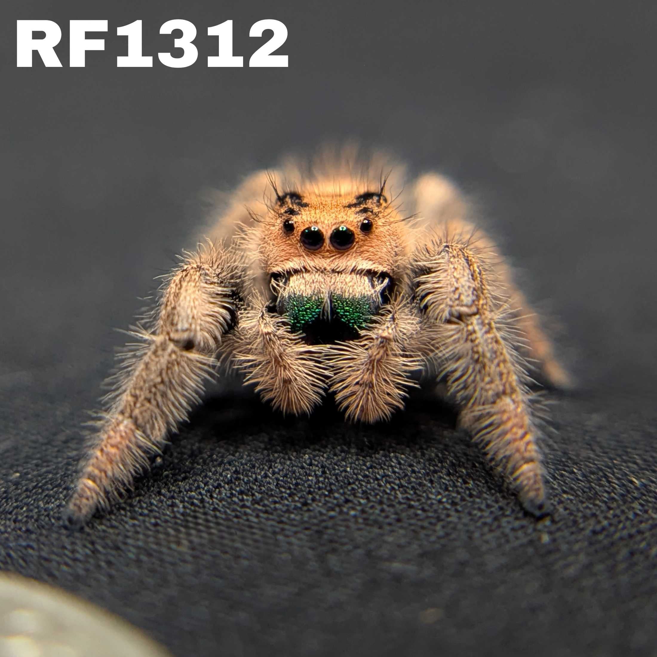 Regal Jumping Spider "Jelly Bean"
