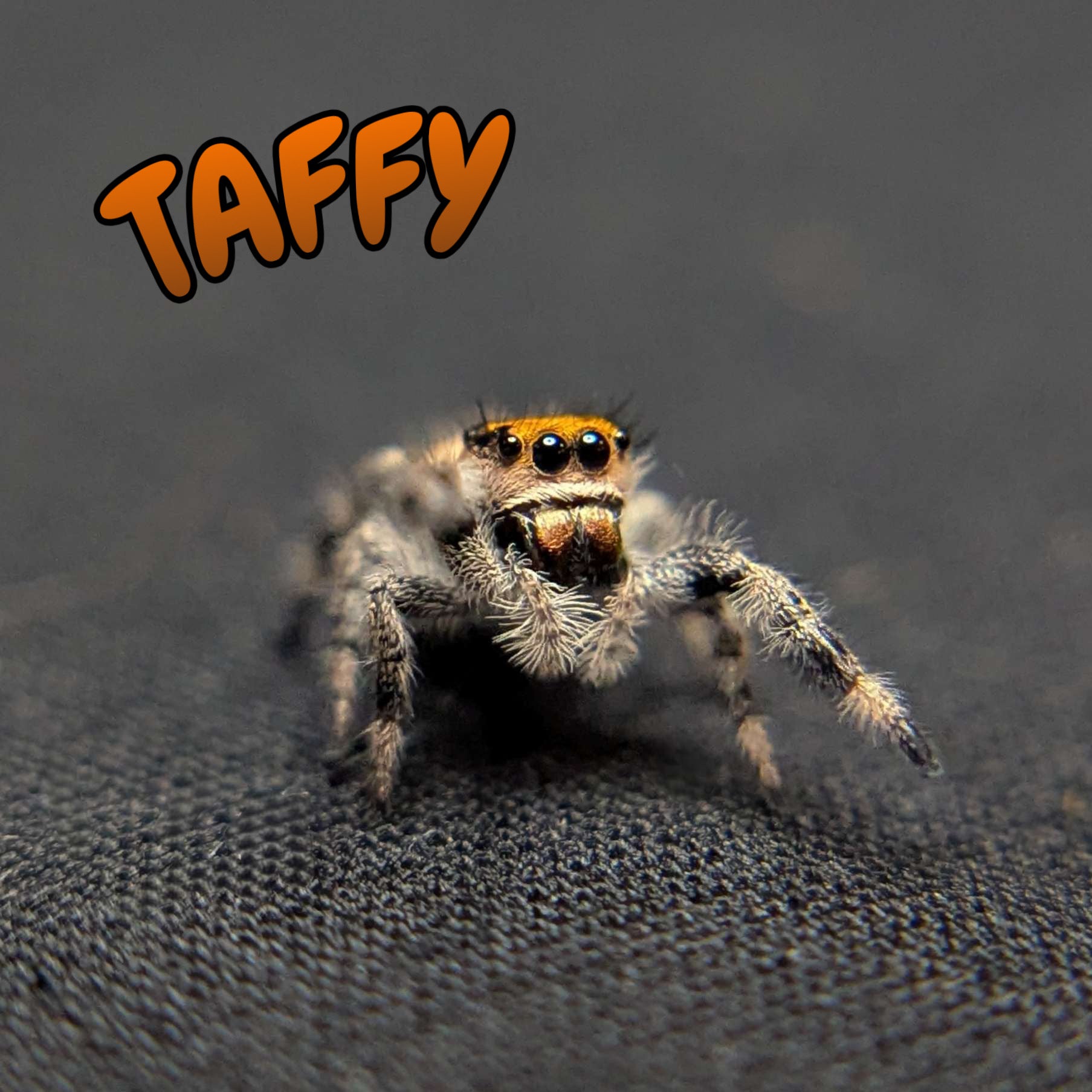Regal Jumping Spider "Taffy"