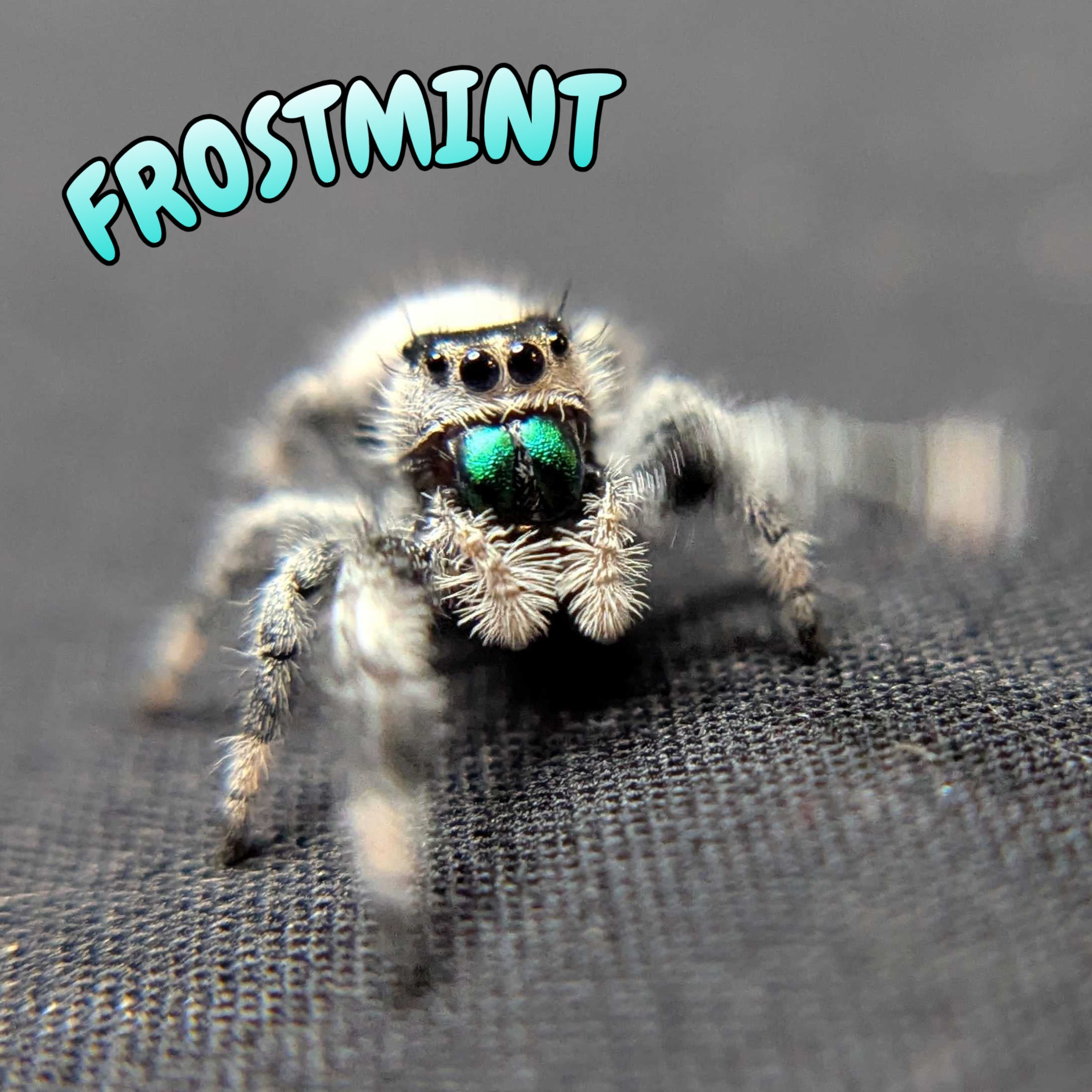 Regal Jumping Spider "Frostmint"