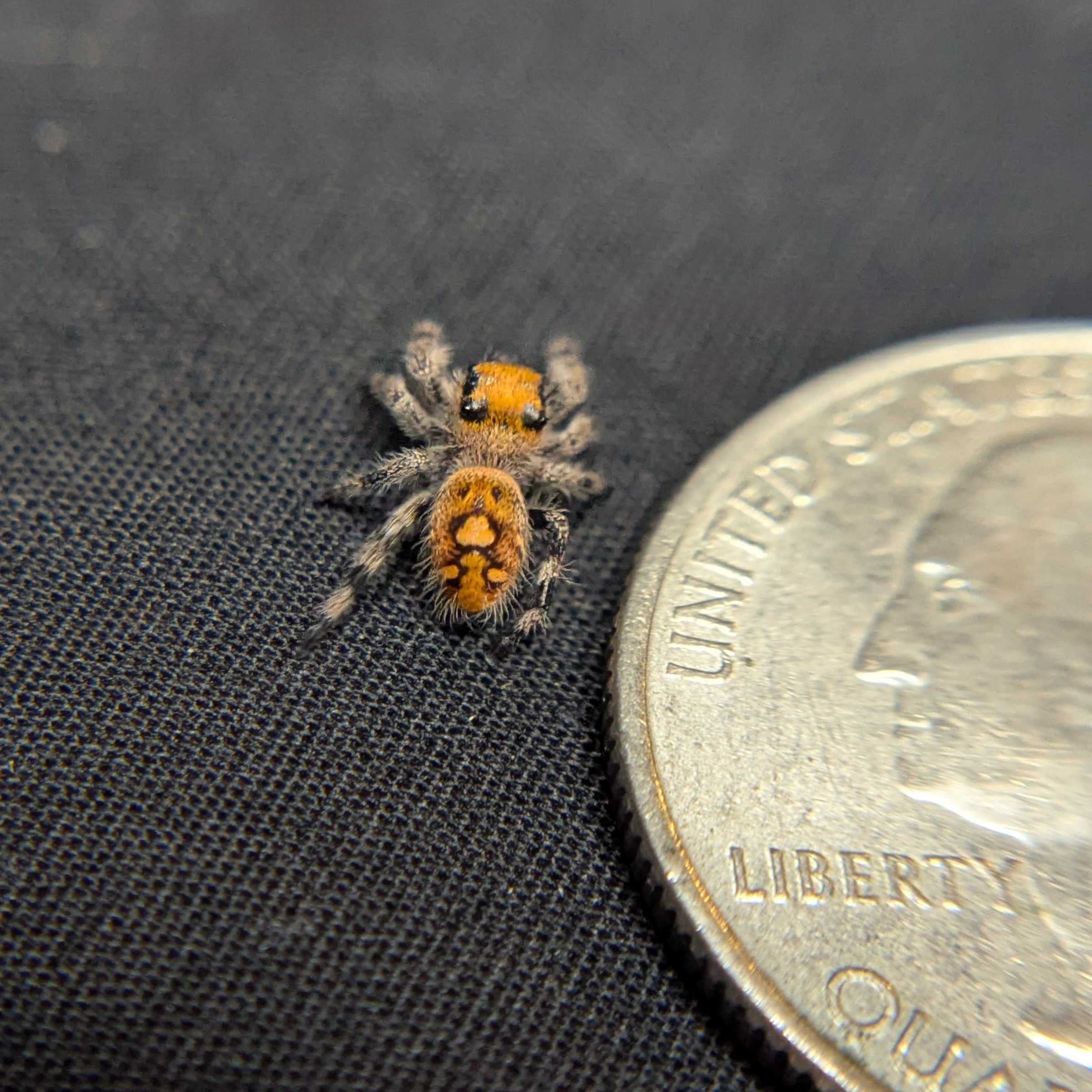 Regal Jumping Spider "Taffy"