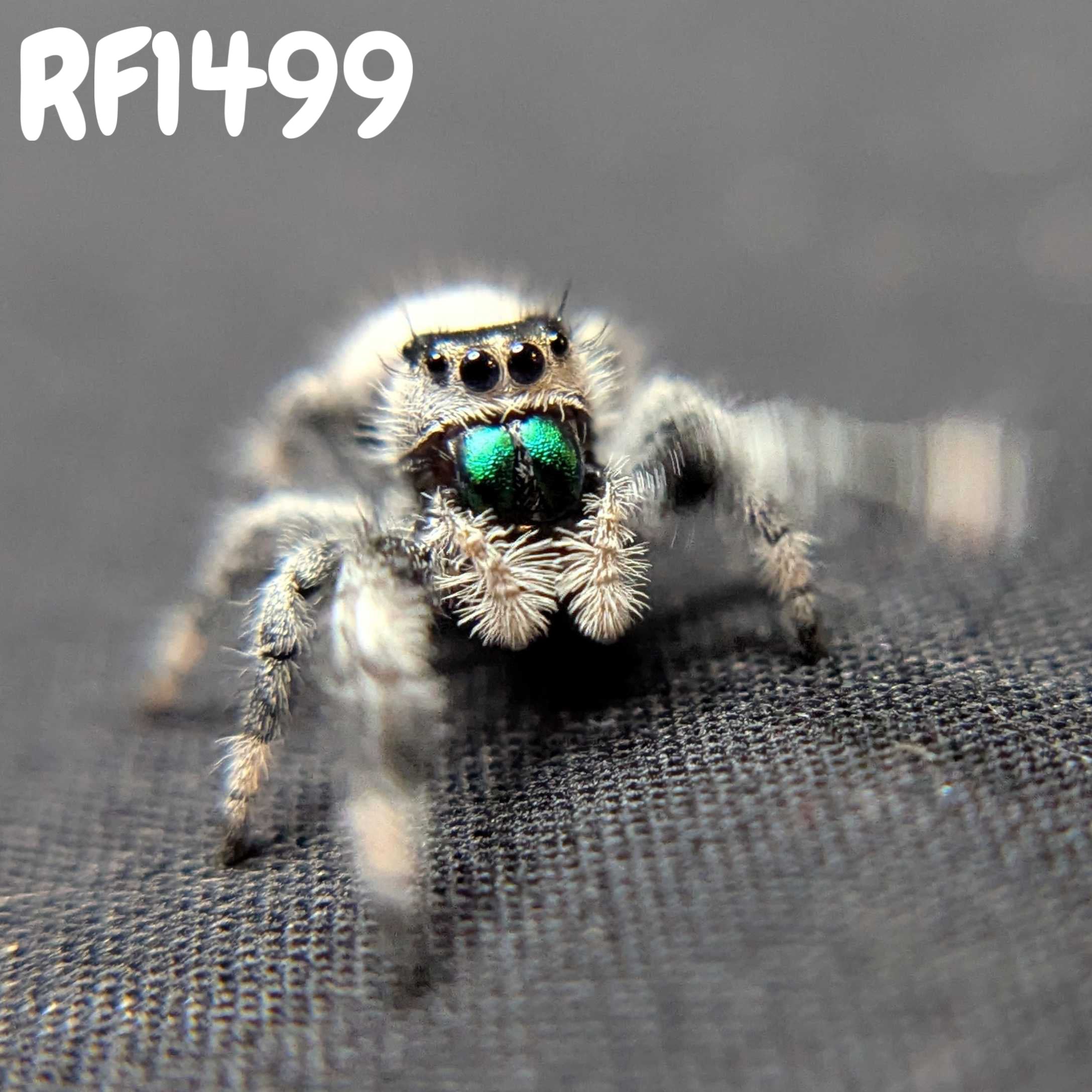 Regal Jumping Spider "Frostmint"