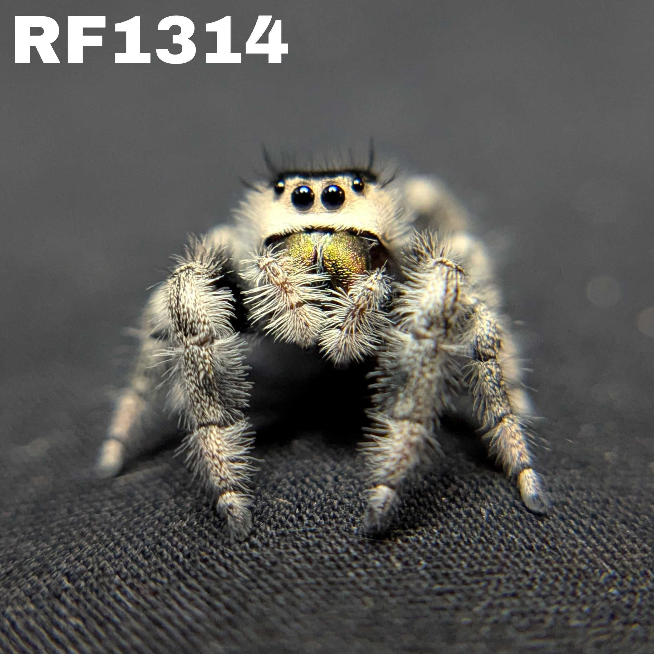 Regal Jumping Spider "Caramel Kush"