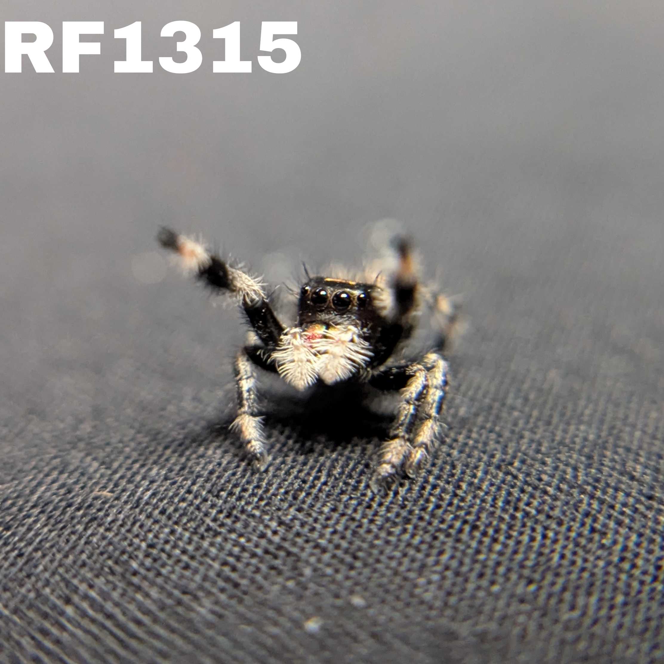Regal Jumping Spider "Brownie"