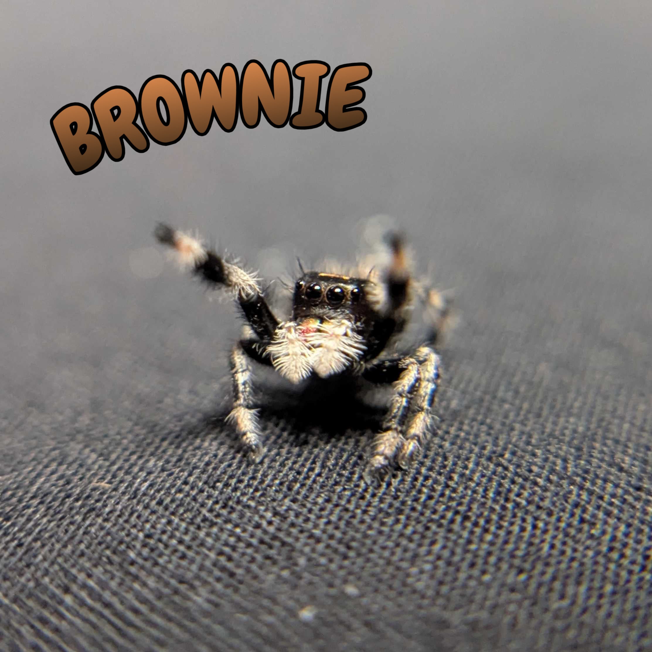 Regal Jumping Spider "Brownie"