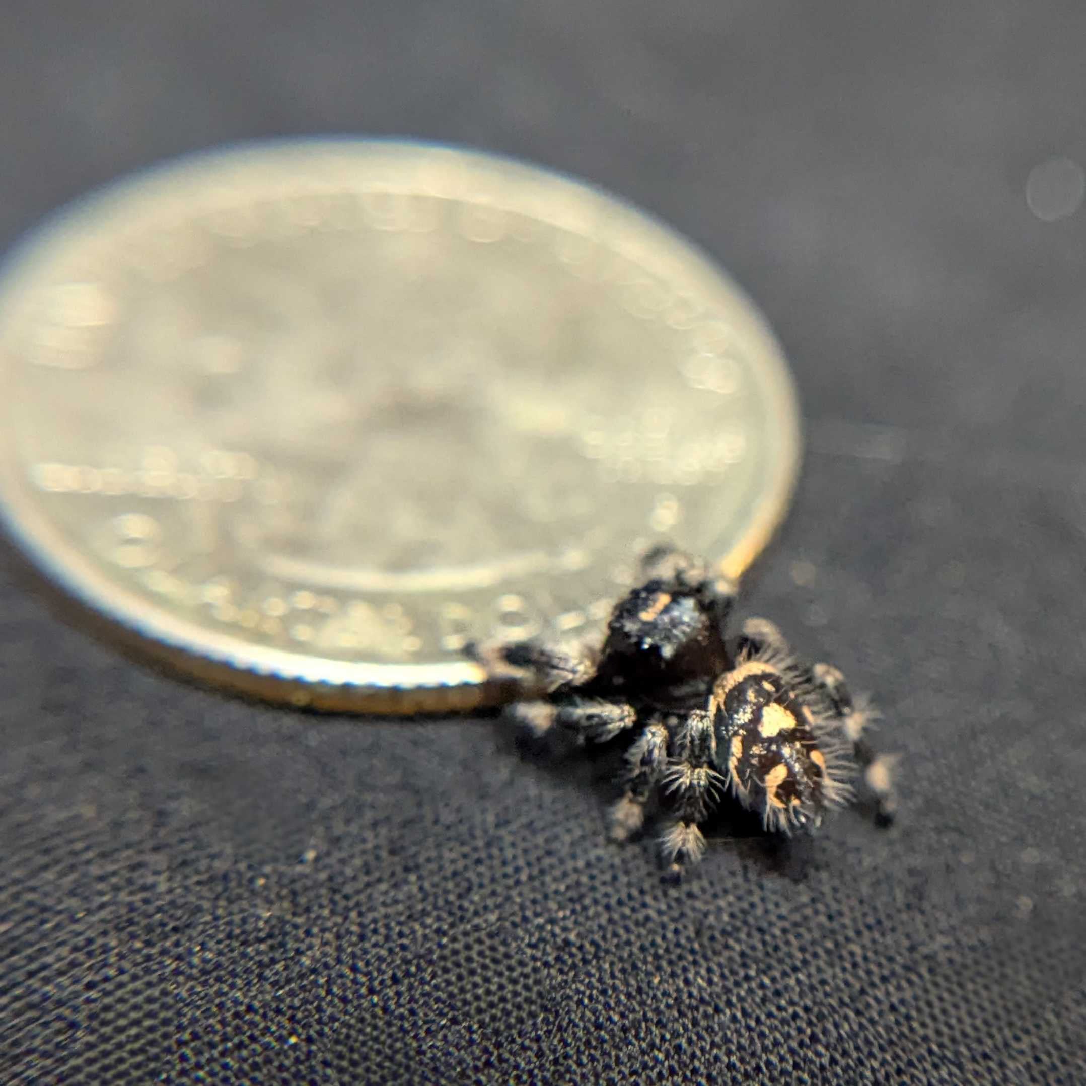 Regal Jumping Spider "Brownie"