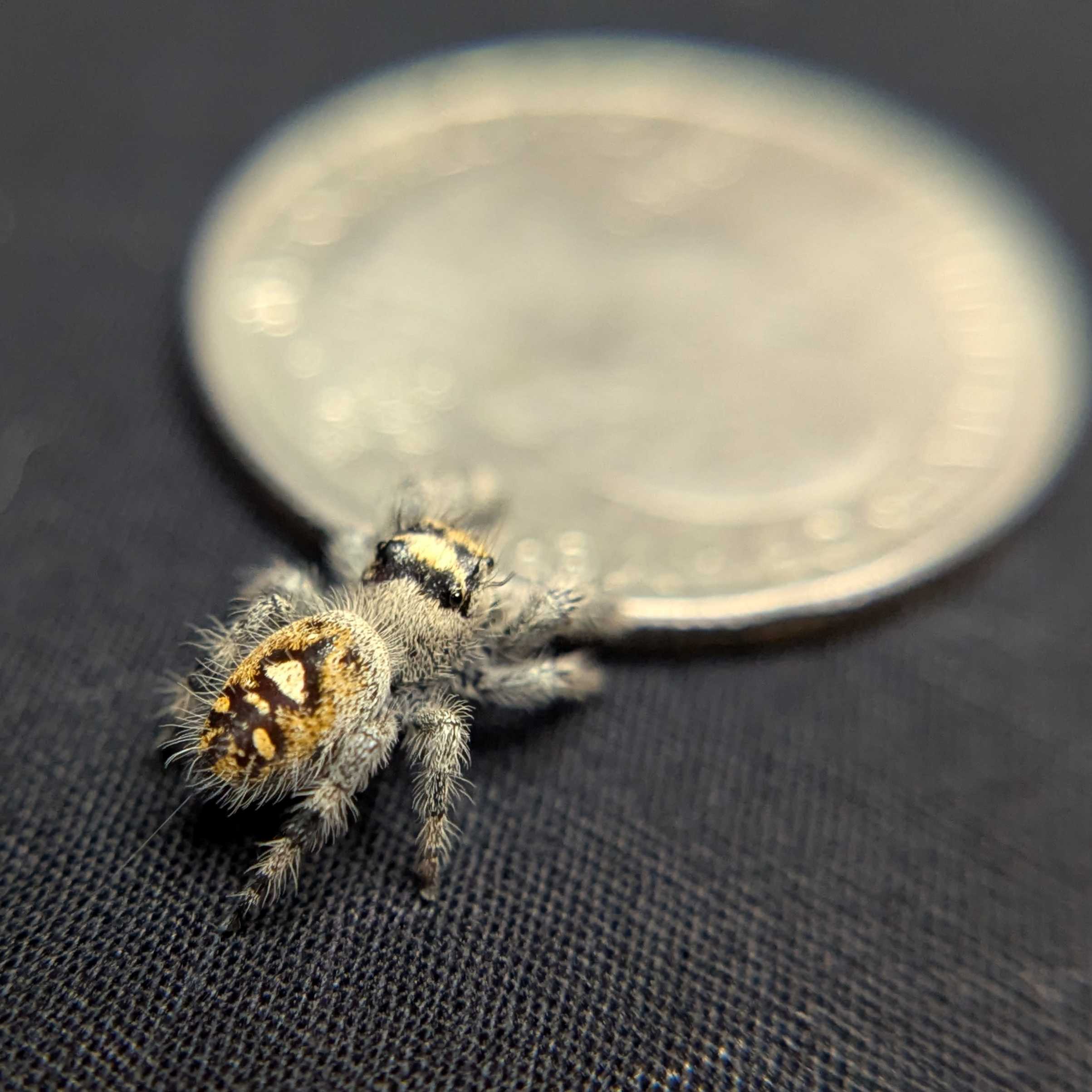Regal Jumping Spider "Sunset"