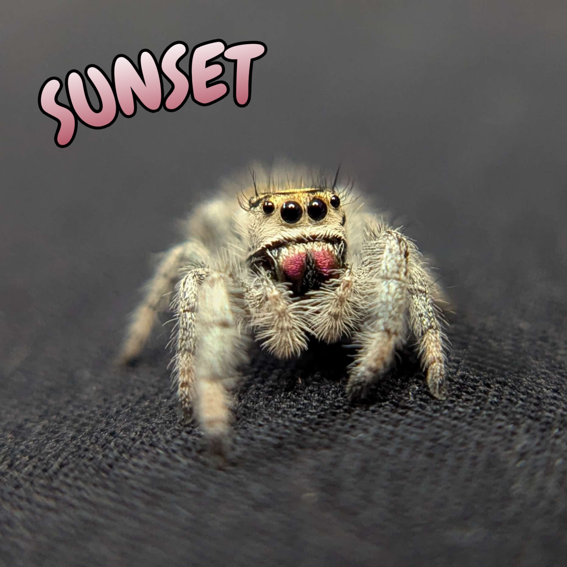 Regal Jumping Spider "Sunset"