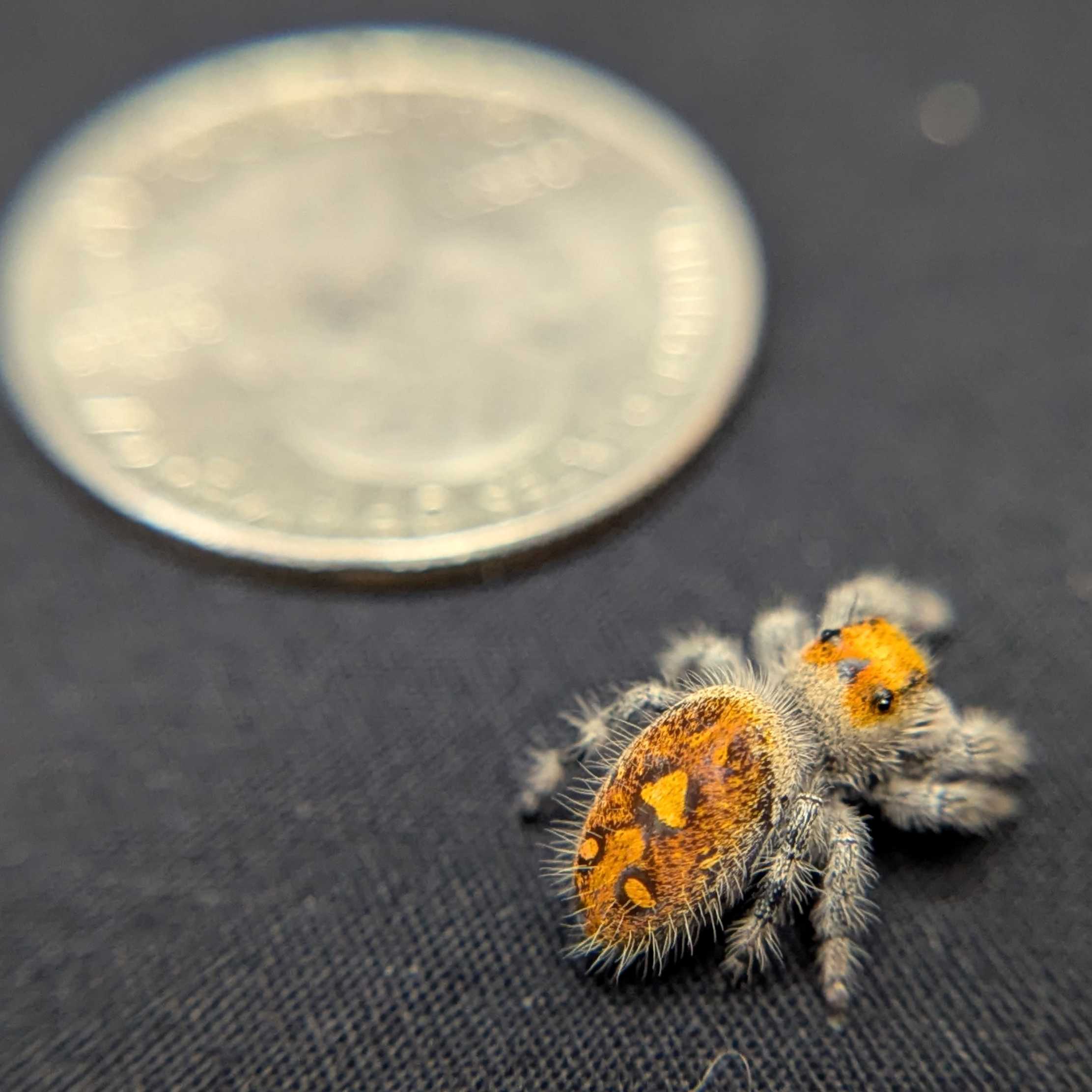 Regal Jumping Spider "Sage"
