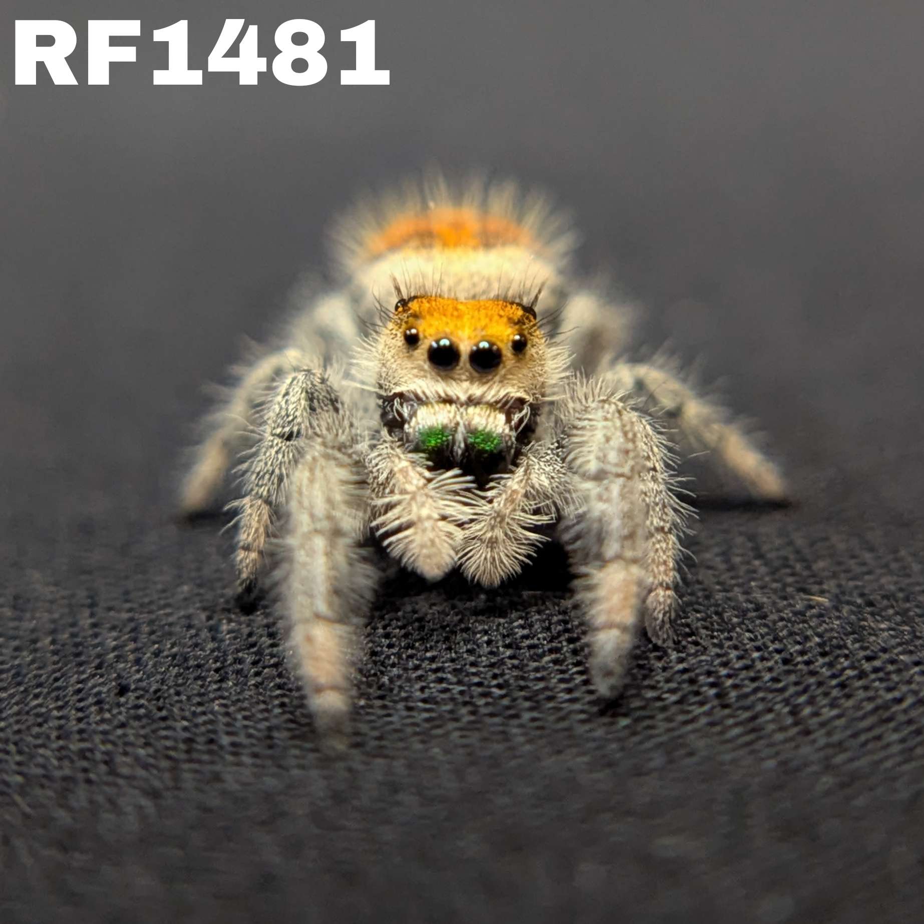 Regal Jumping Spider "Sage"