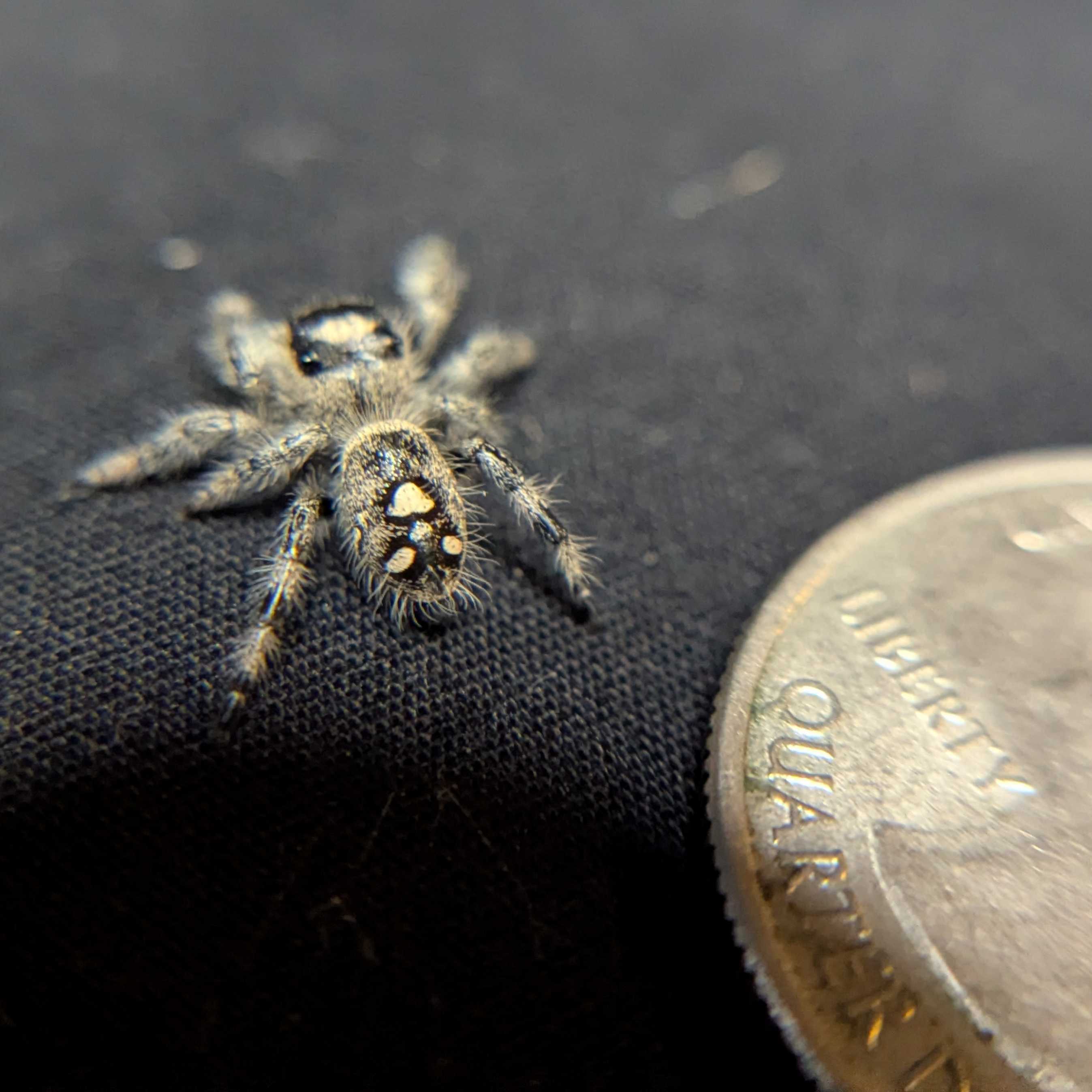 Regal Jumping Spider “Ivy”