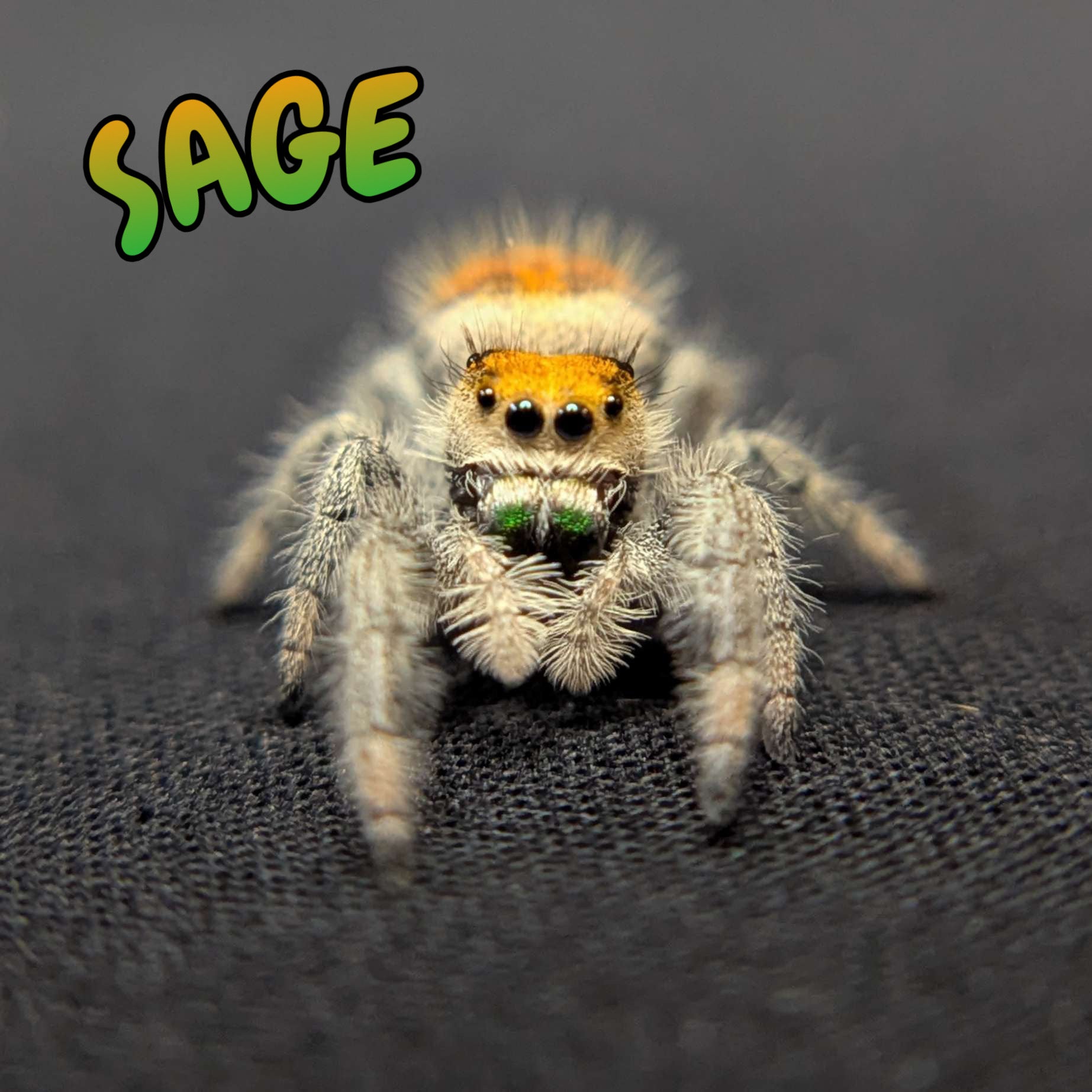 Regal Jumping Spider "Sage"