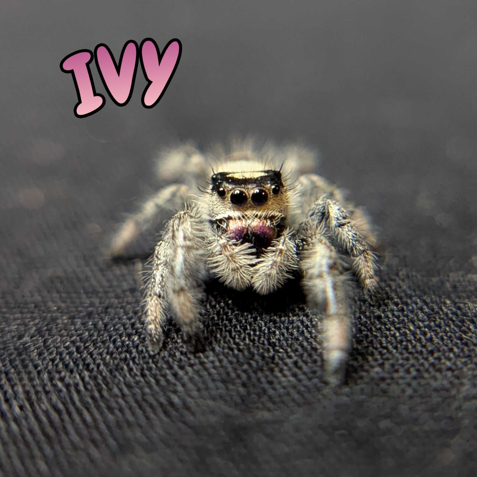 Regal Jumping Spider “Ivy”