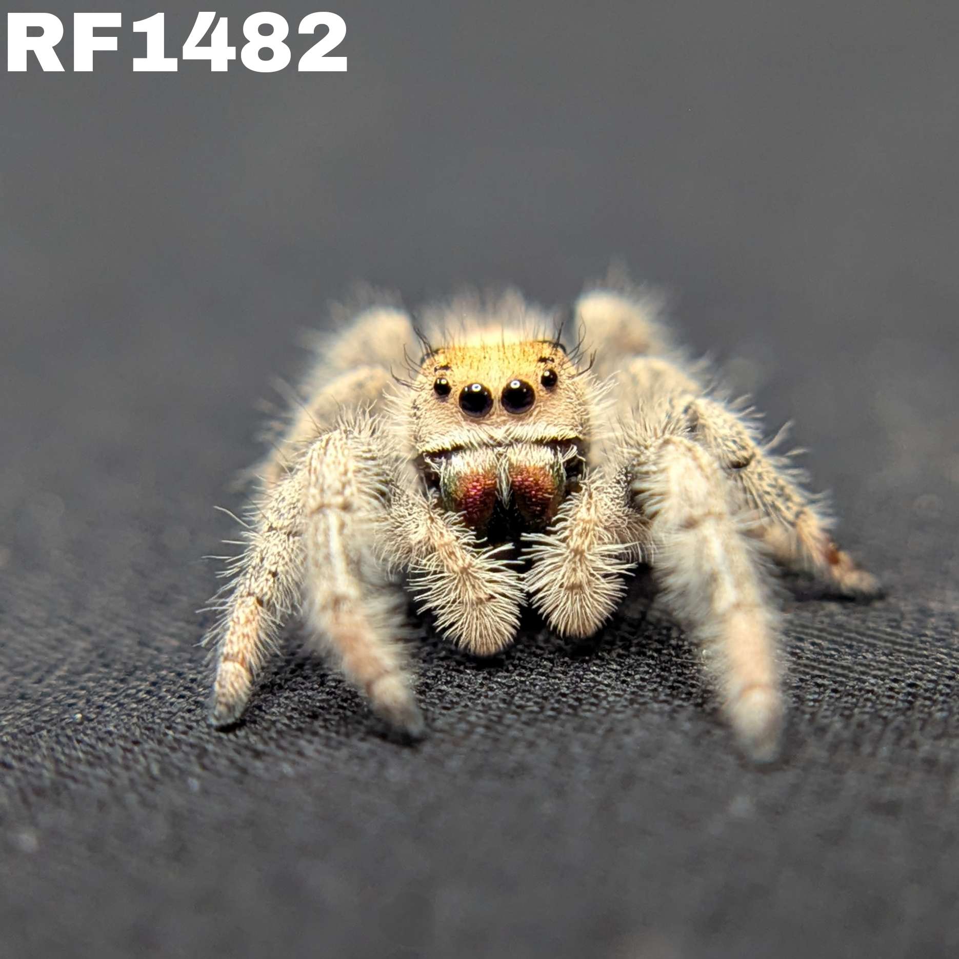 Regal Jumping Spider “Bonfire”