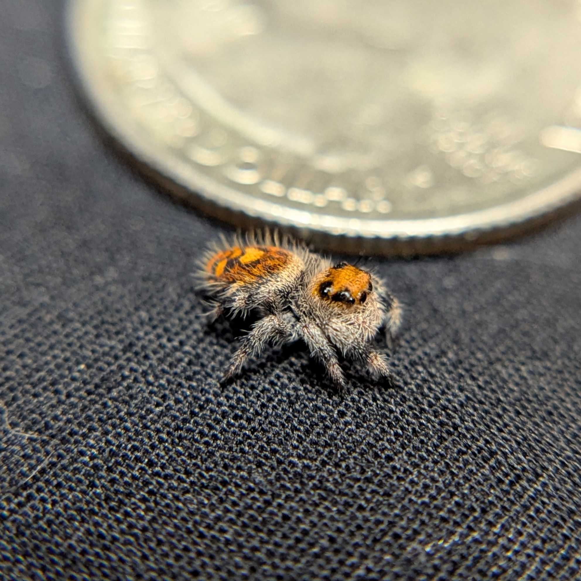 Regal Jumping Spider “Sprout”