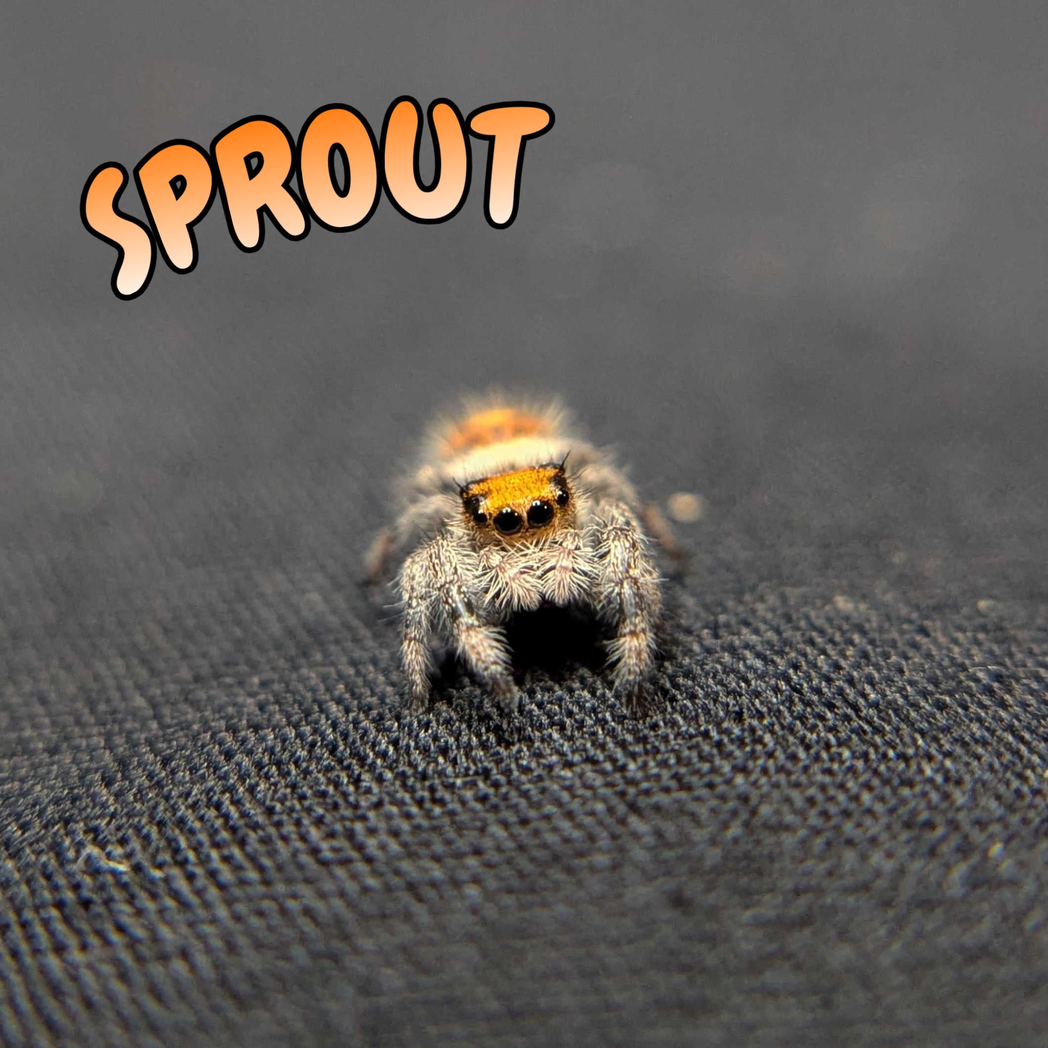 Regal Jumping Spider “Sprout”