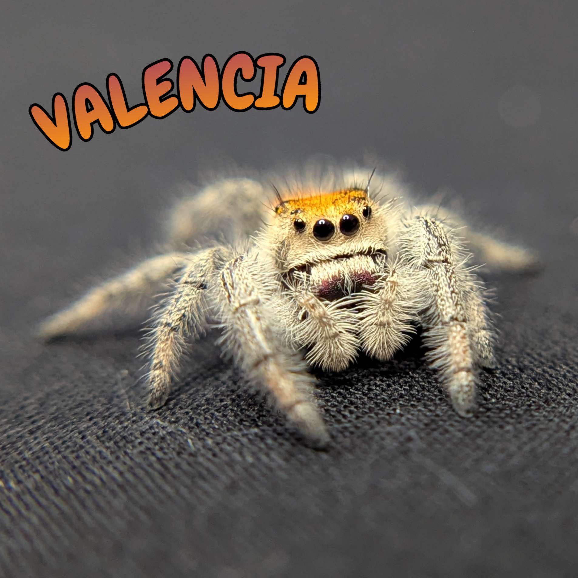 Regal Jumping Spider “Valencia”