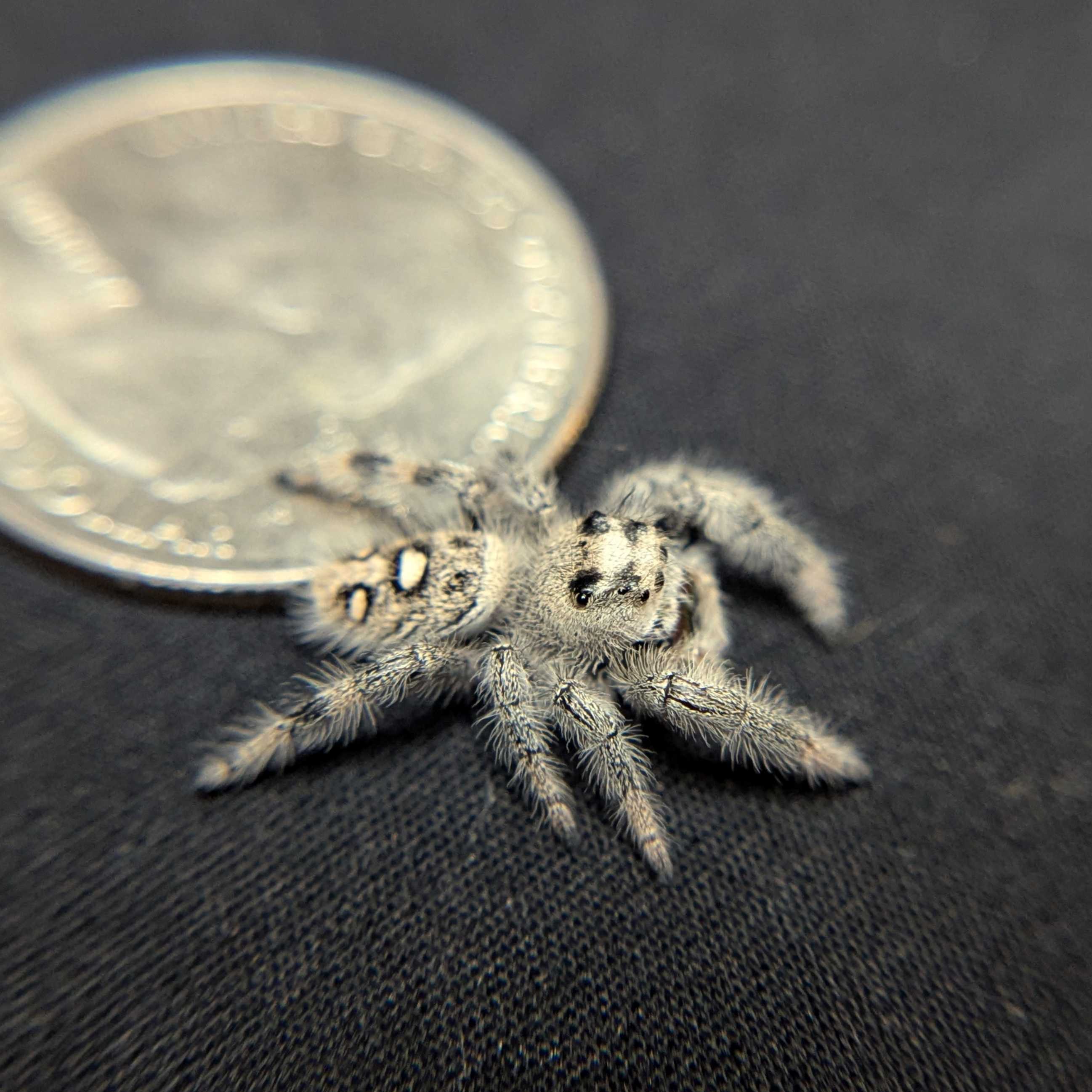 Regal Jumping Spider “Indica”