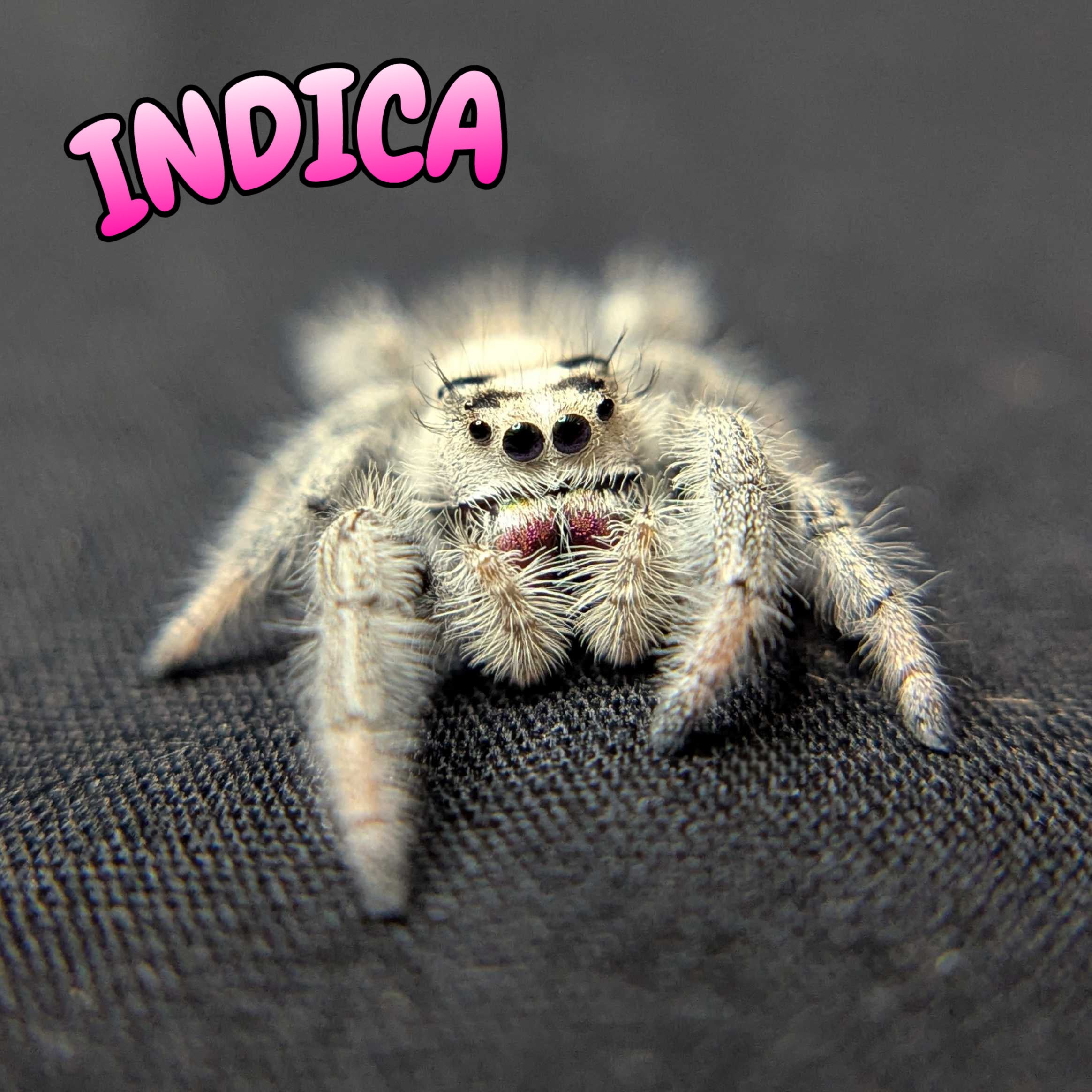 Regal Jumping Spider “Indica”