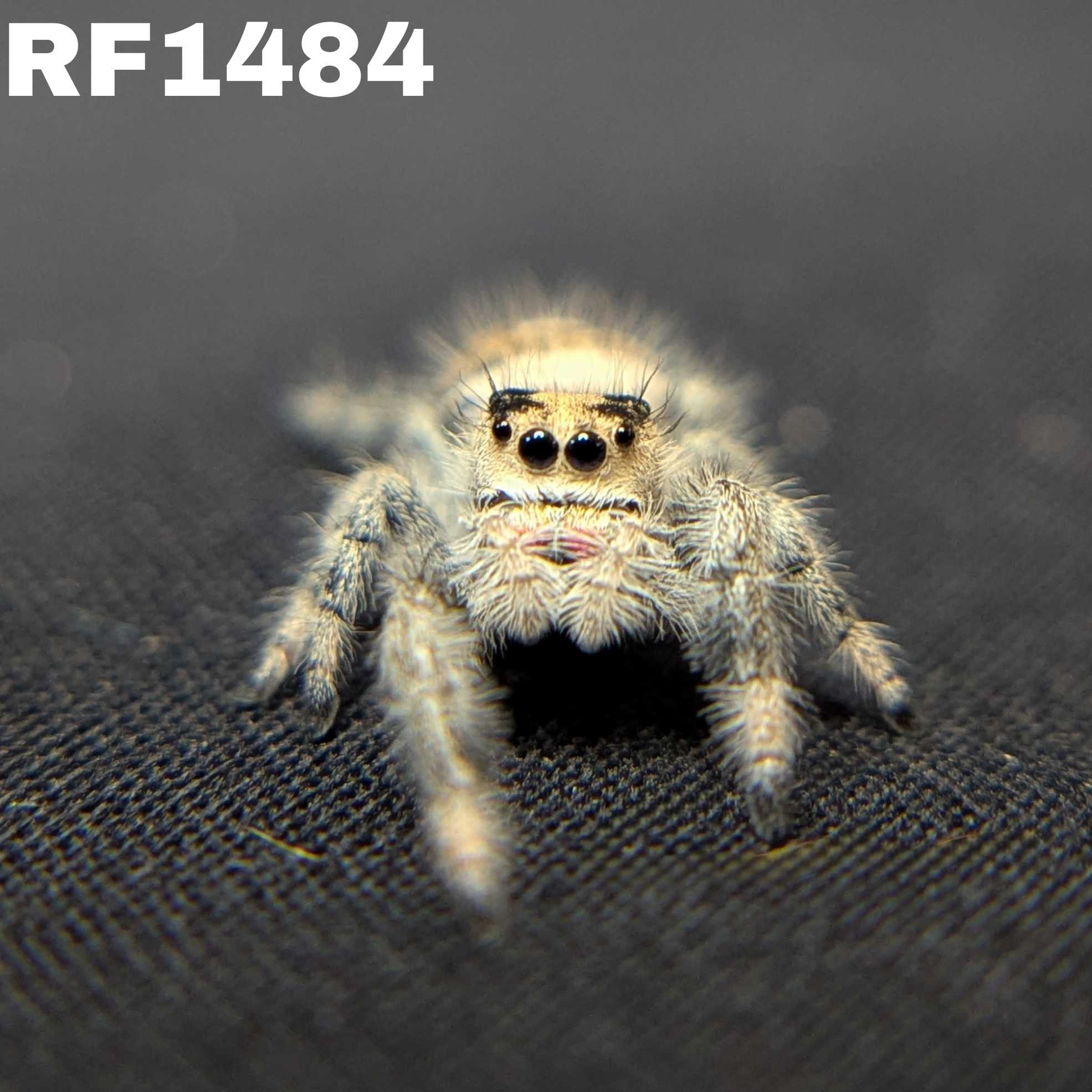 Regal Jumping Spider "Confetti"