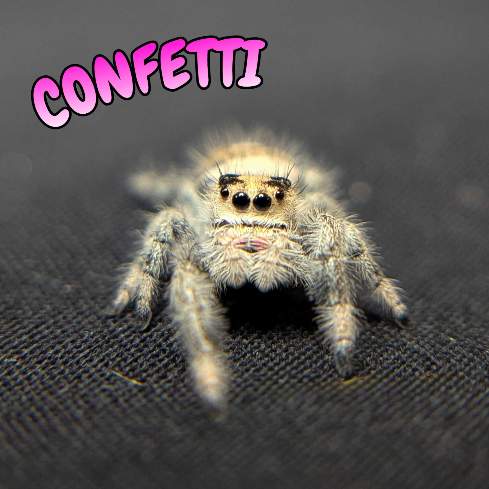 Regal Jumping Spider "Confetti"
