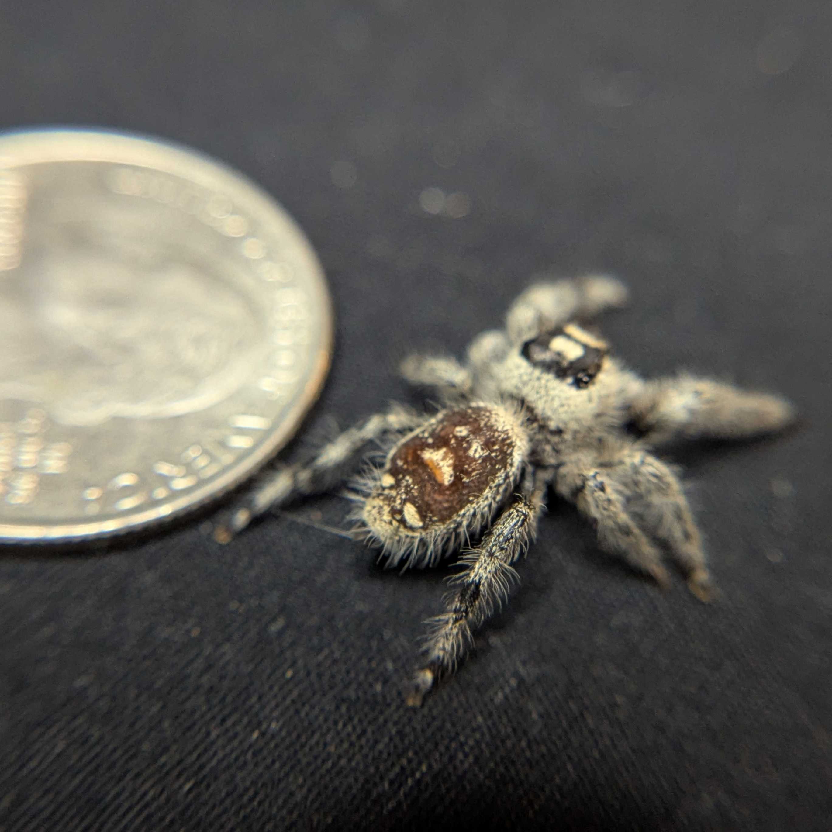 Regal Jumping Spider “White Truffle”