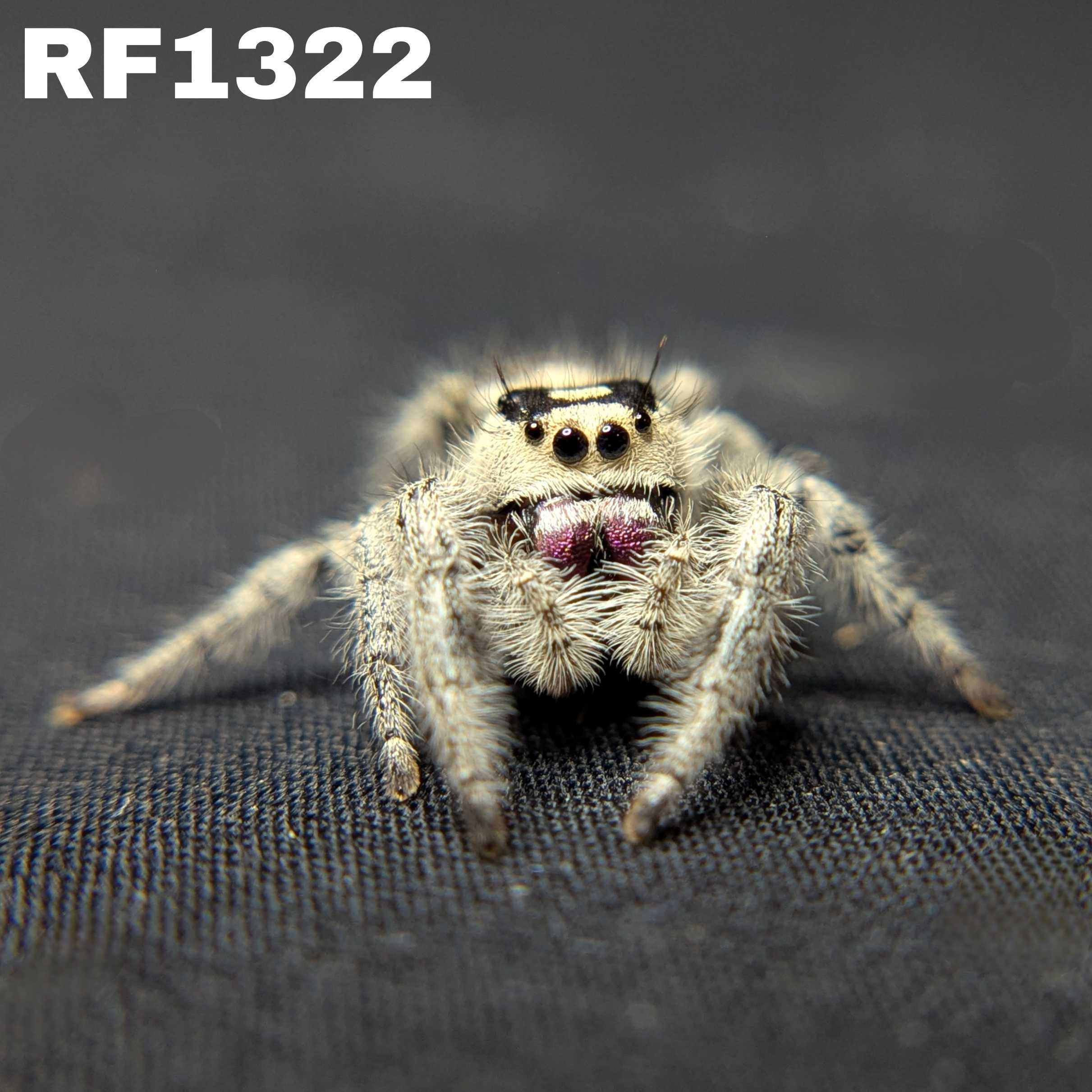 Regal Jumping Spider “White Truffle”