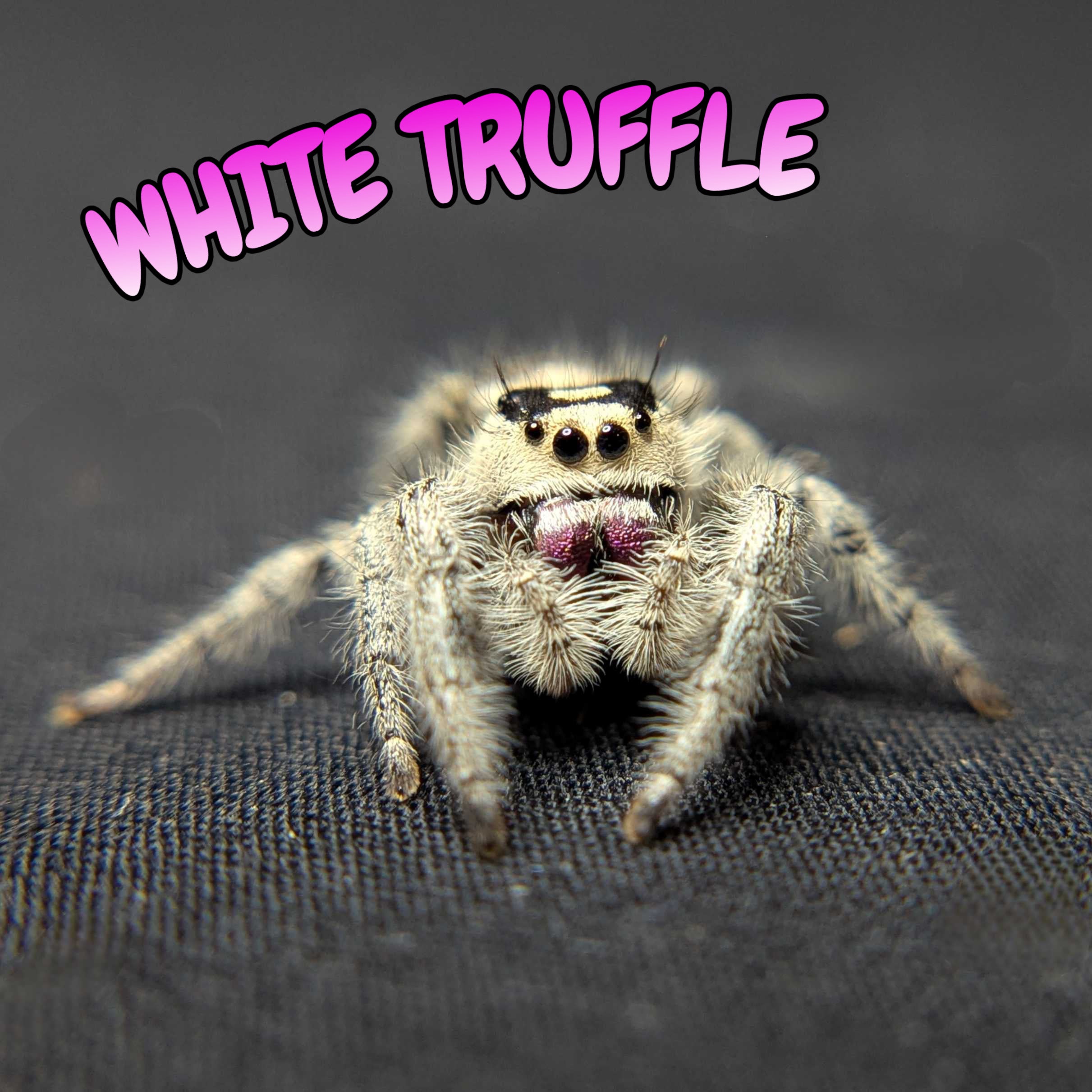 Regal Jumping Spider “White Truffle”