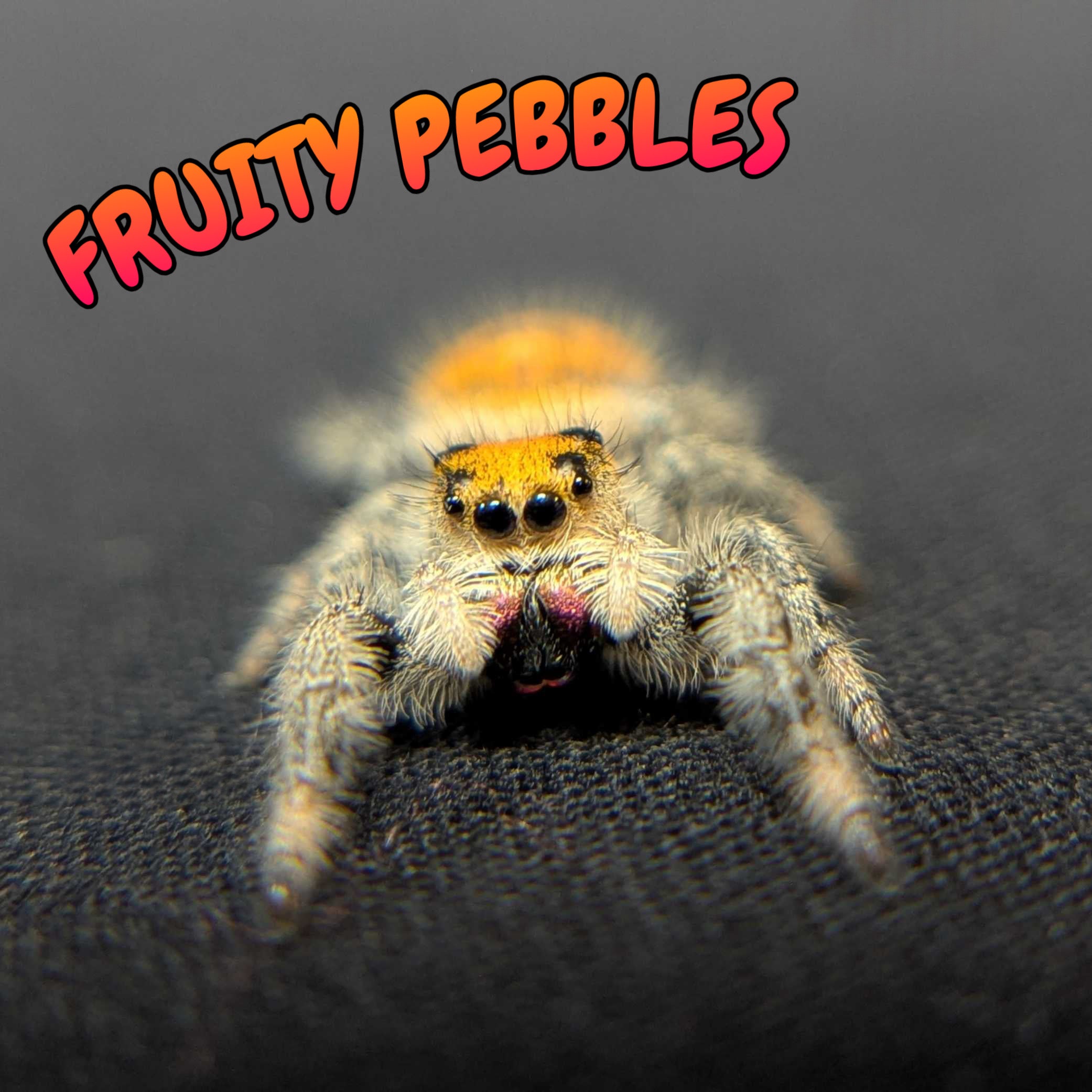 Regal Jumping Spider “Fruity Pebbles”