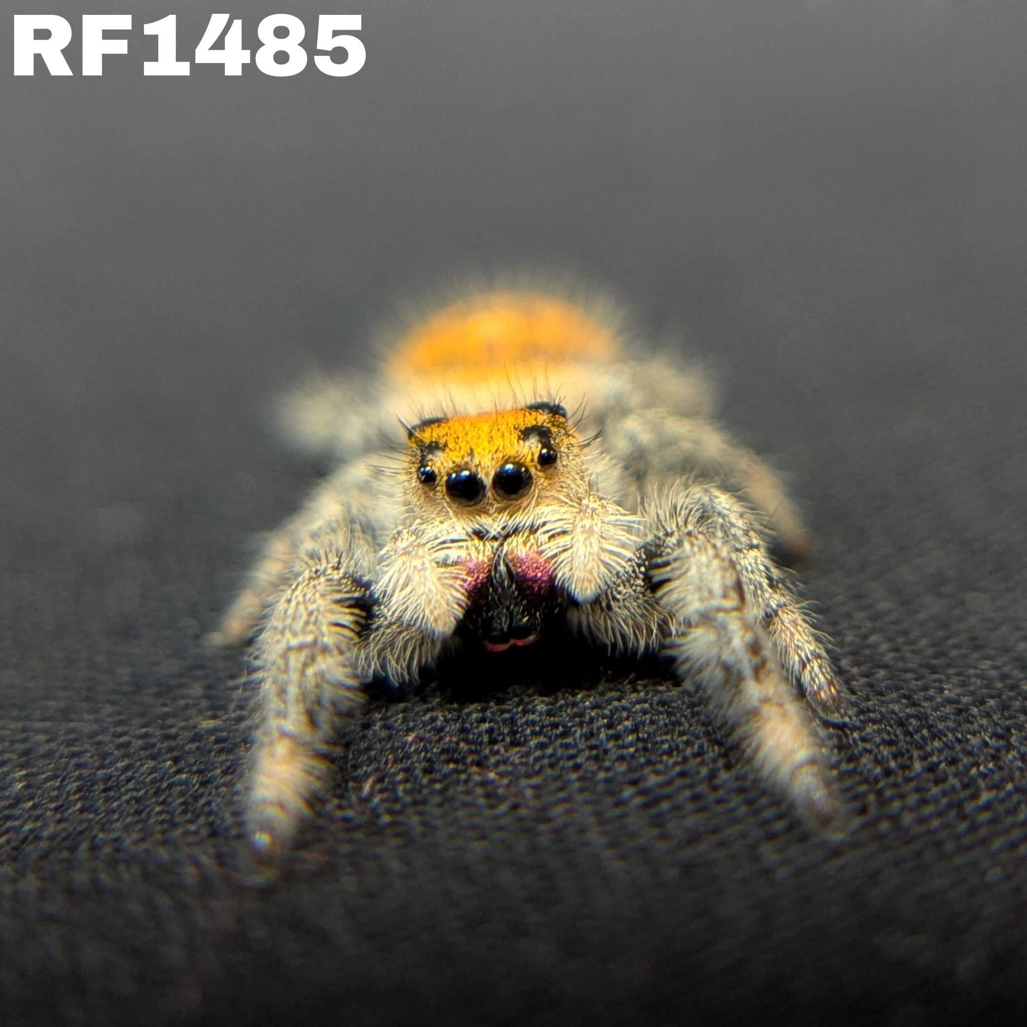 Regal Jumping Spider “Fruity Pebbles”