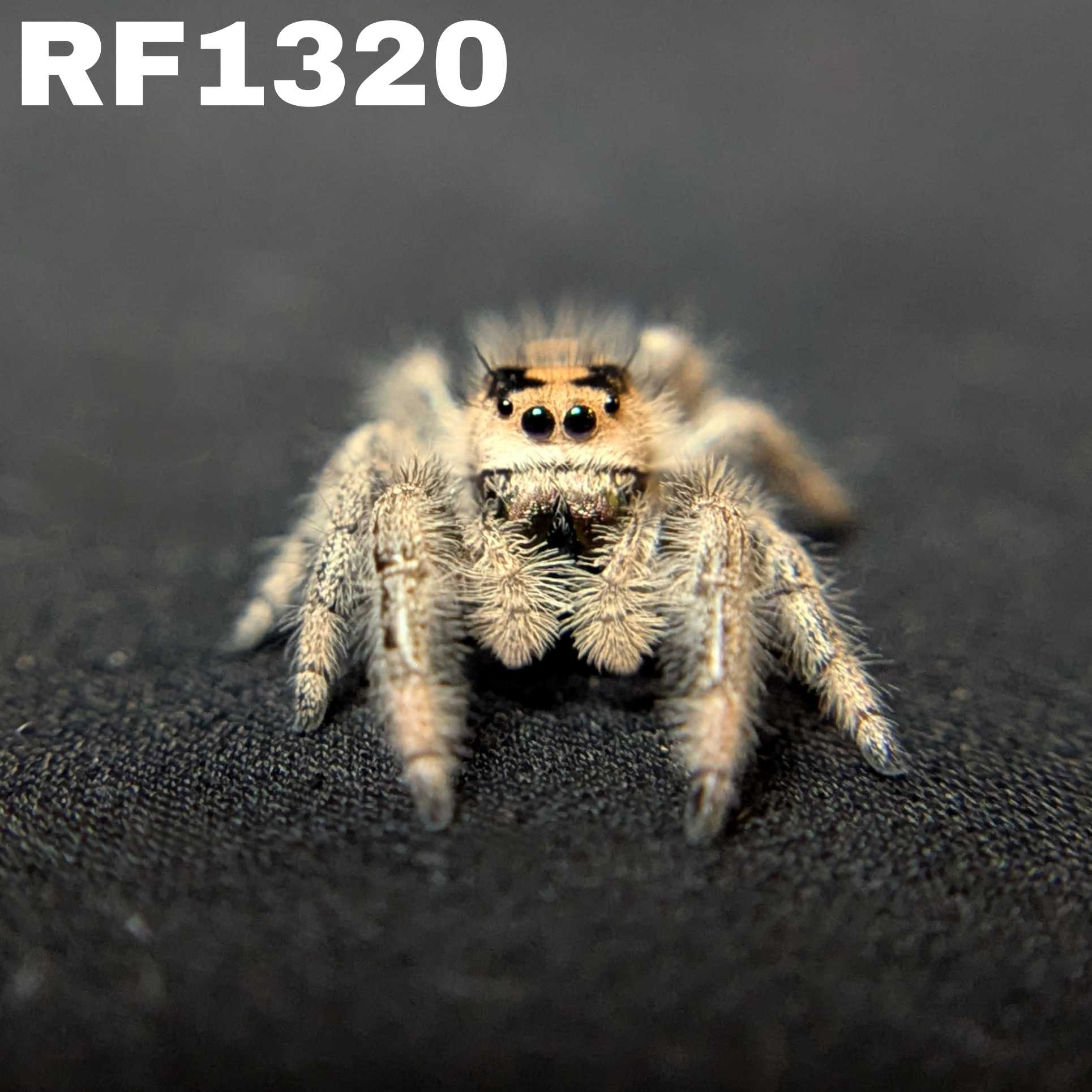 Regal Jumping Spider "Cookie"