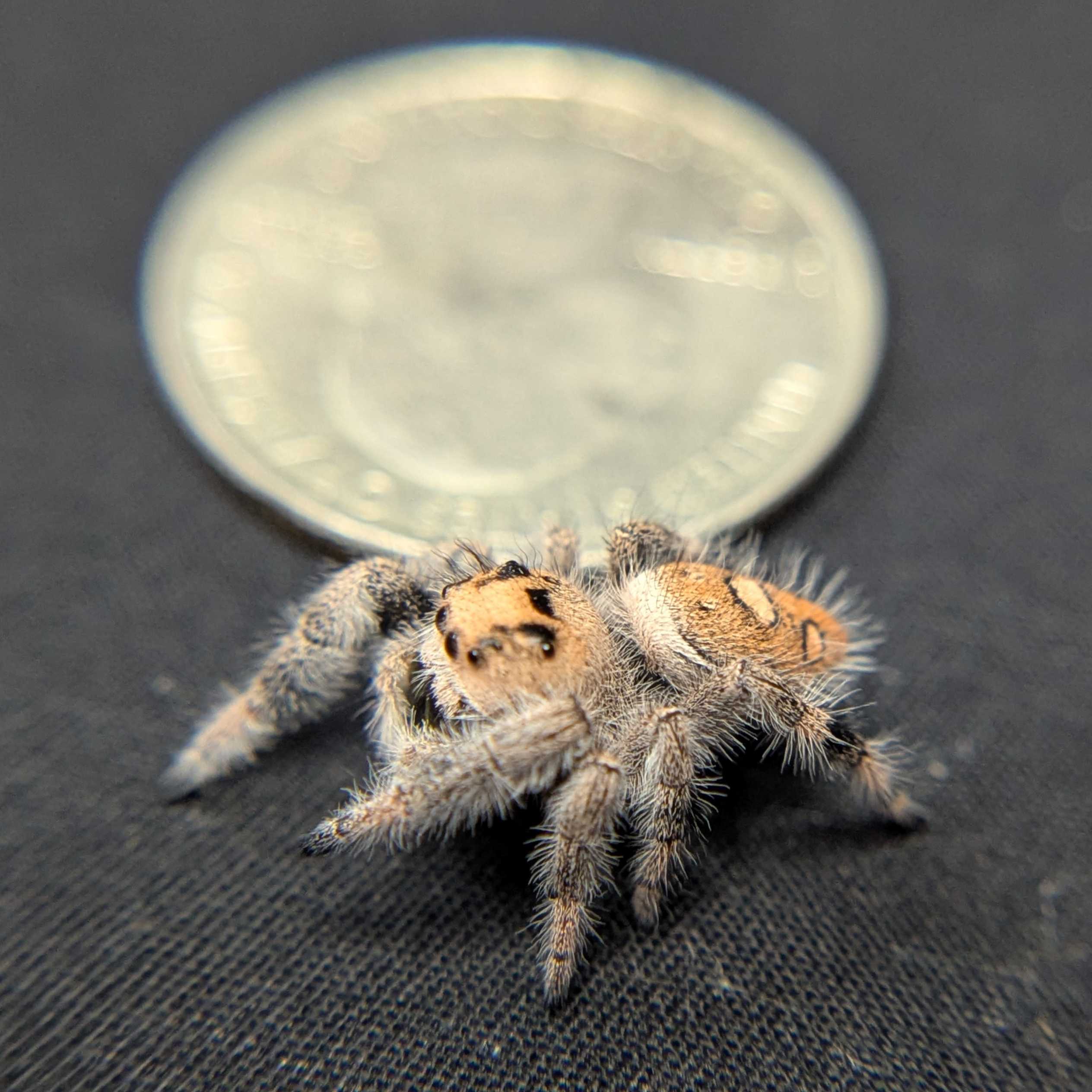 Regal Jumping Spider "Ambrimyst"