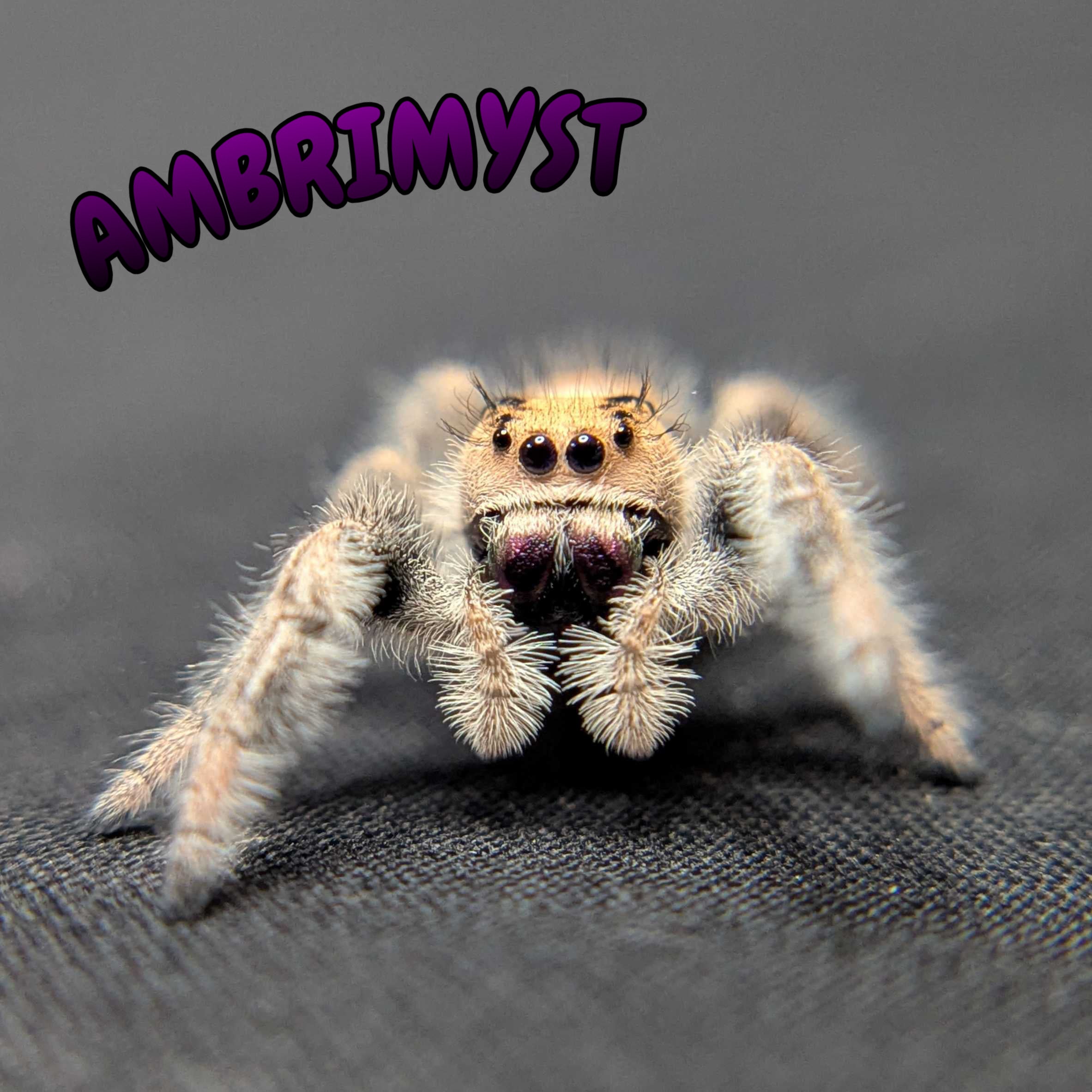 Regal Jumping Spider "Ambrimyst"