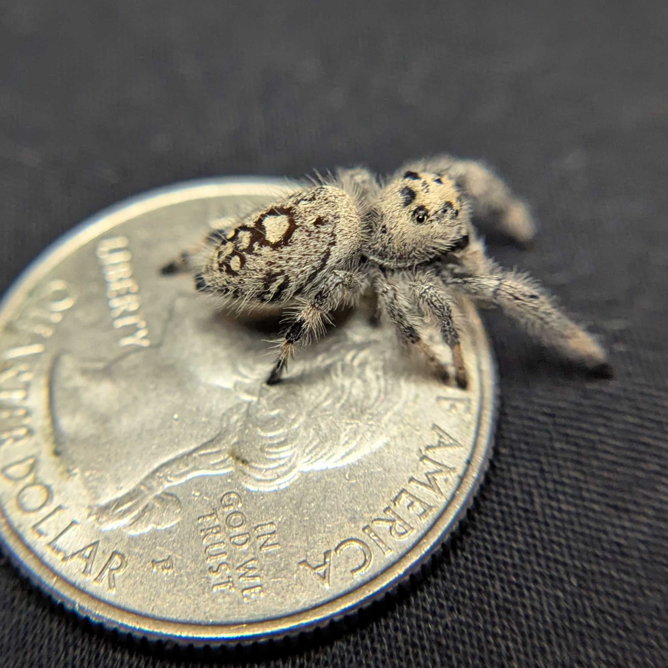 Regal Jumping Spider "Blossom"