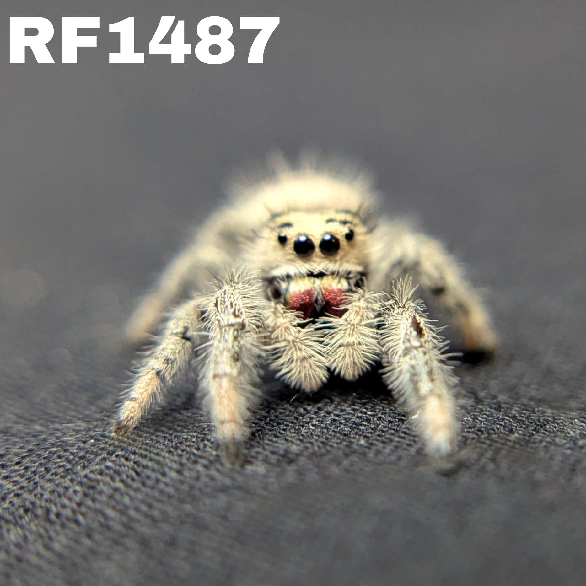 Regal Jumping Spider "Blossom"
