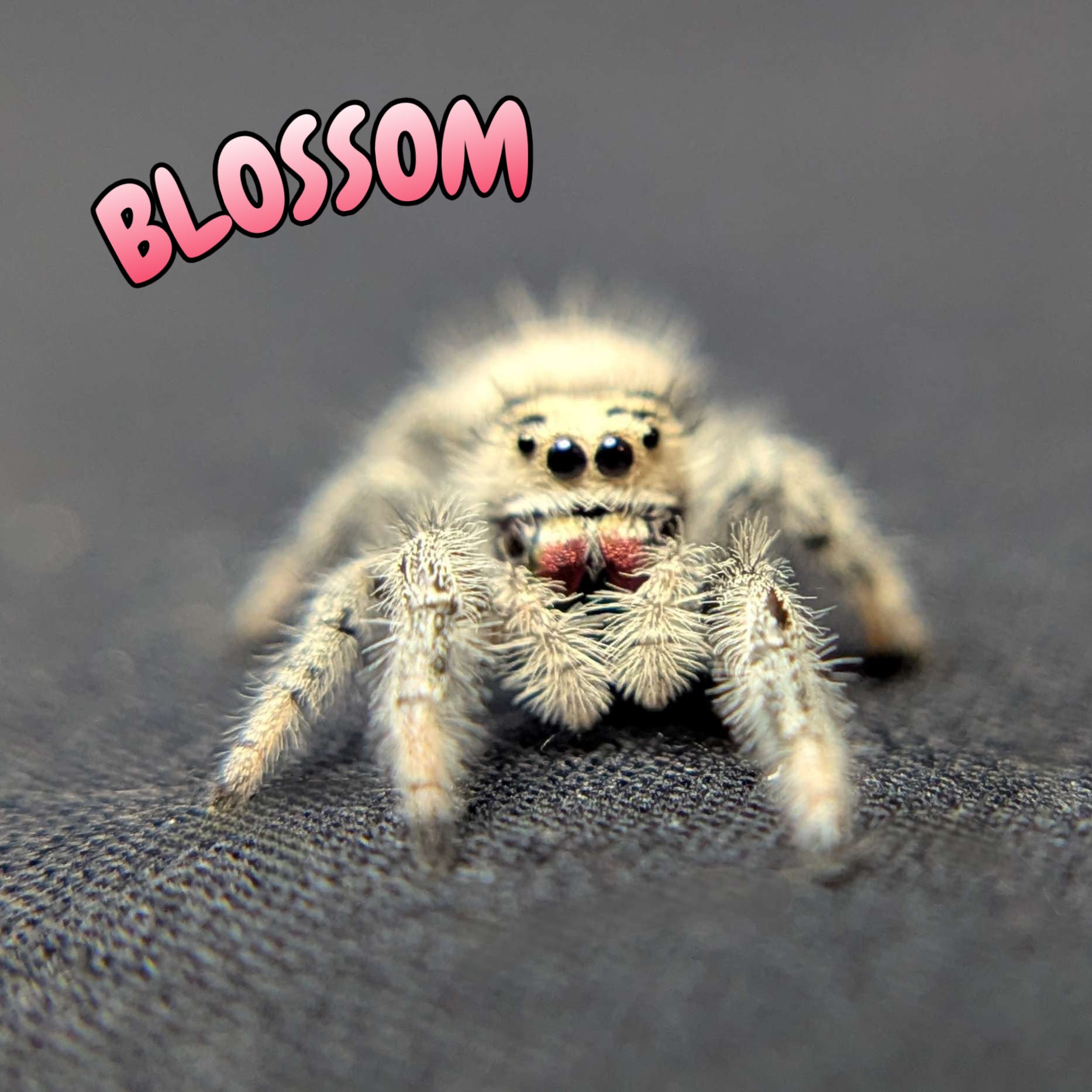 Regal Jumping Spider "Blossom"