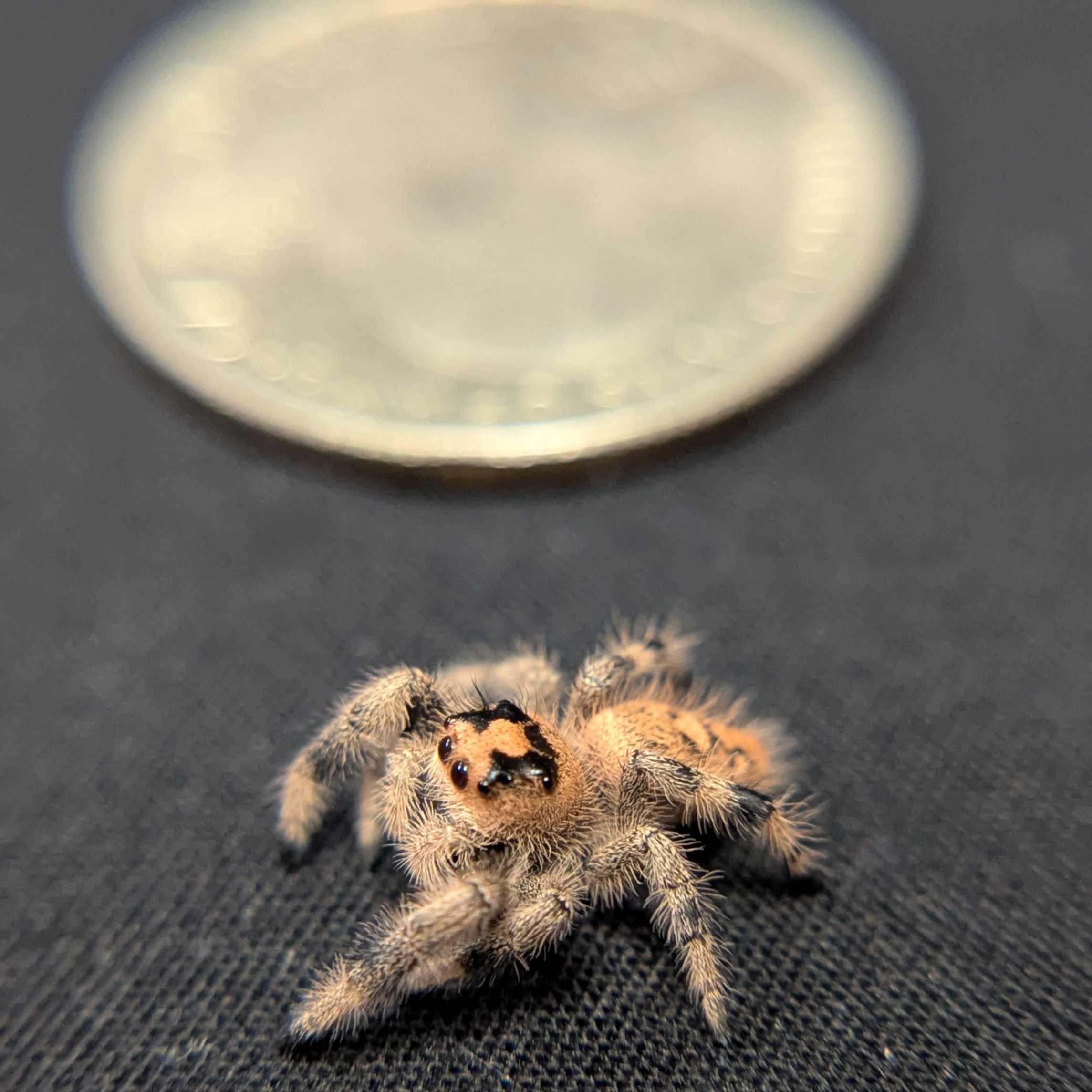 Regal Jumping Spider “Dawn”