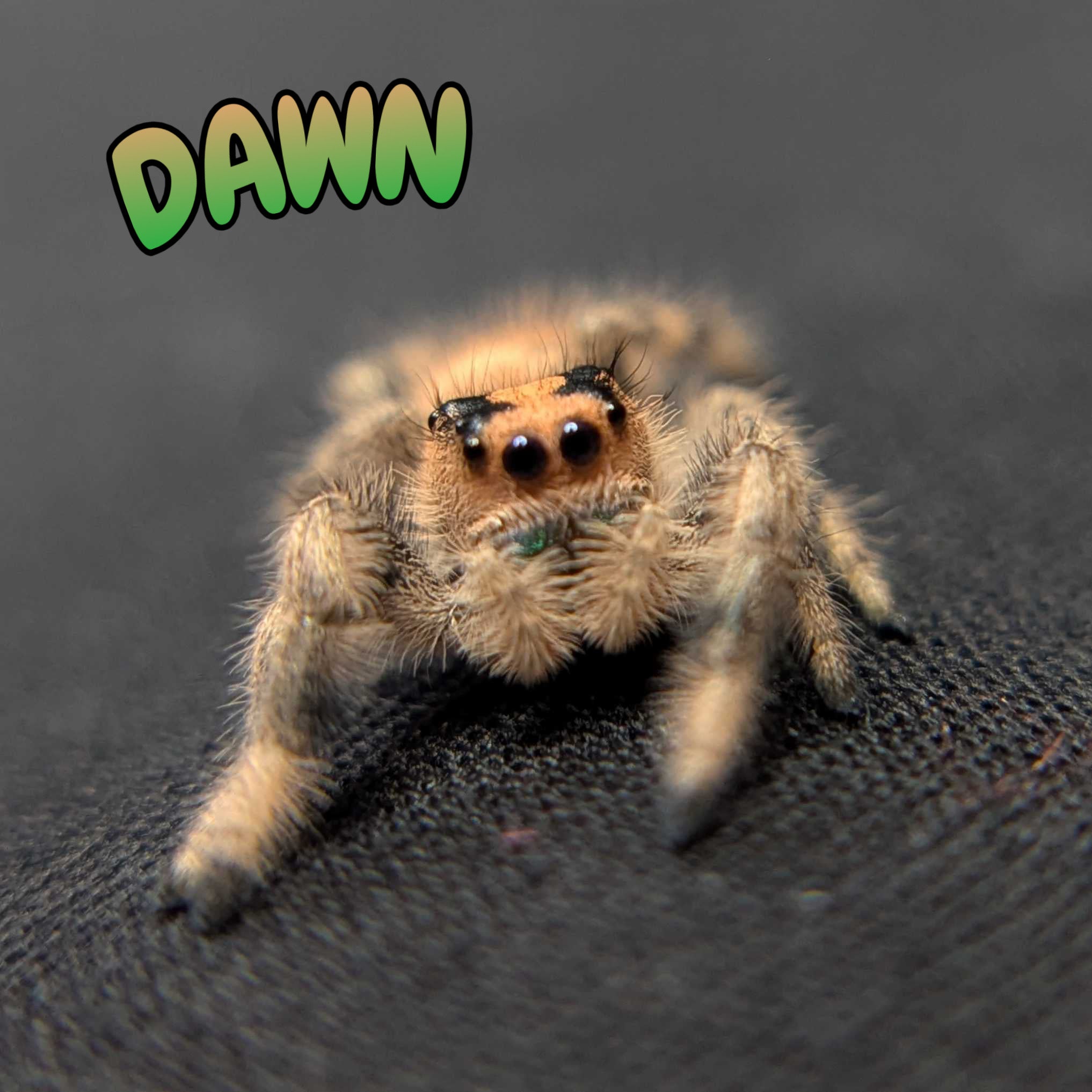 Regal Jumping Spider “Dawn”