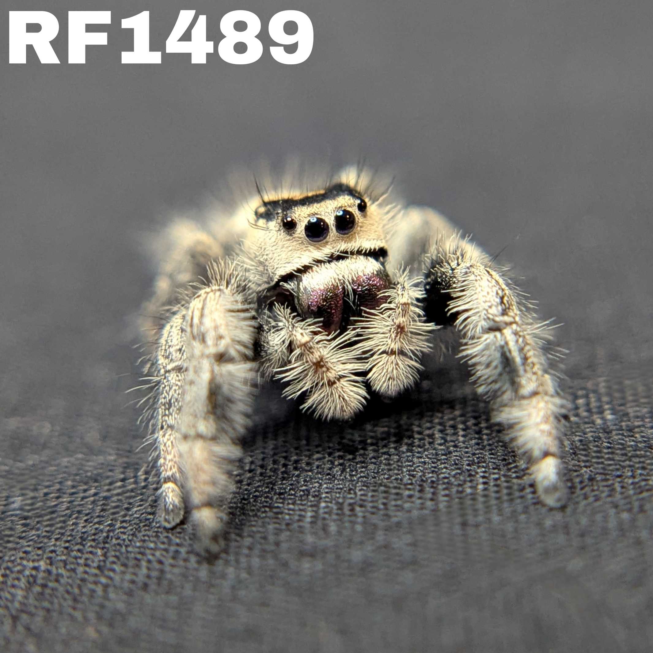Regal Jumping Spider "Calypso"