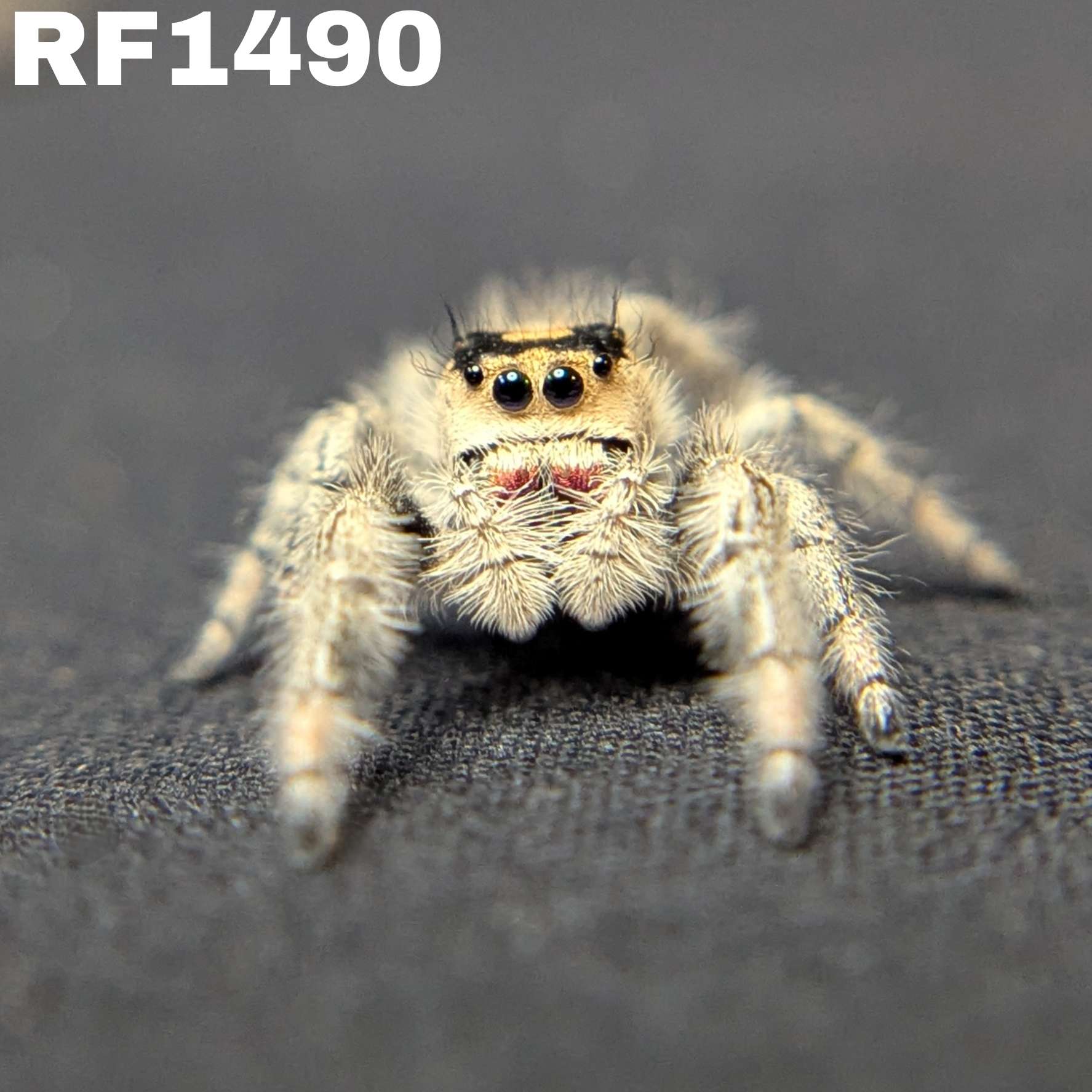 Regal Jumping Spider "Starburst"
