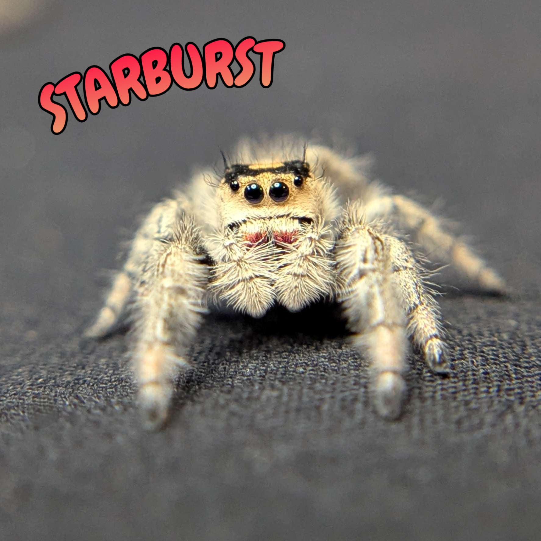 Regal Jumping Spider "Starburst"