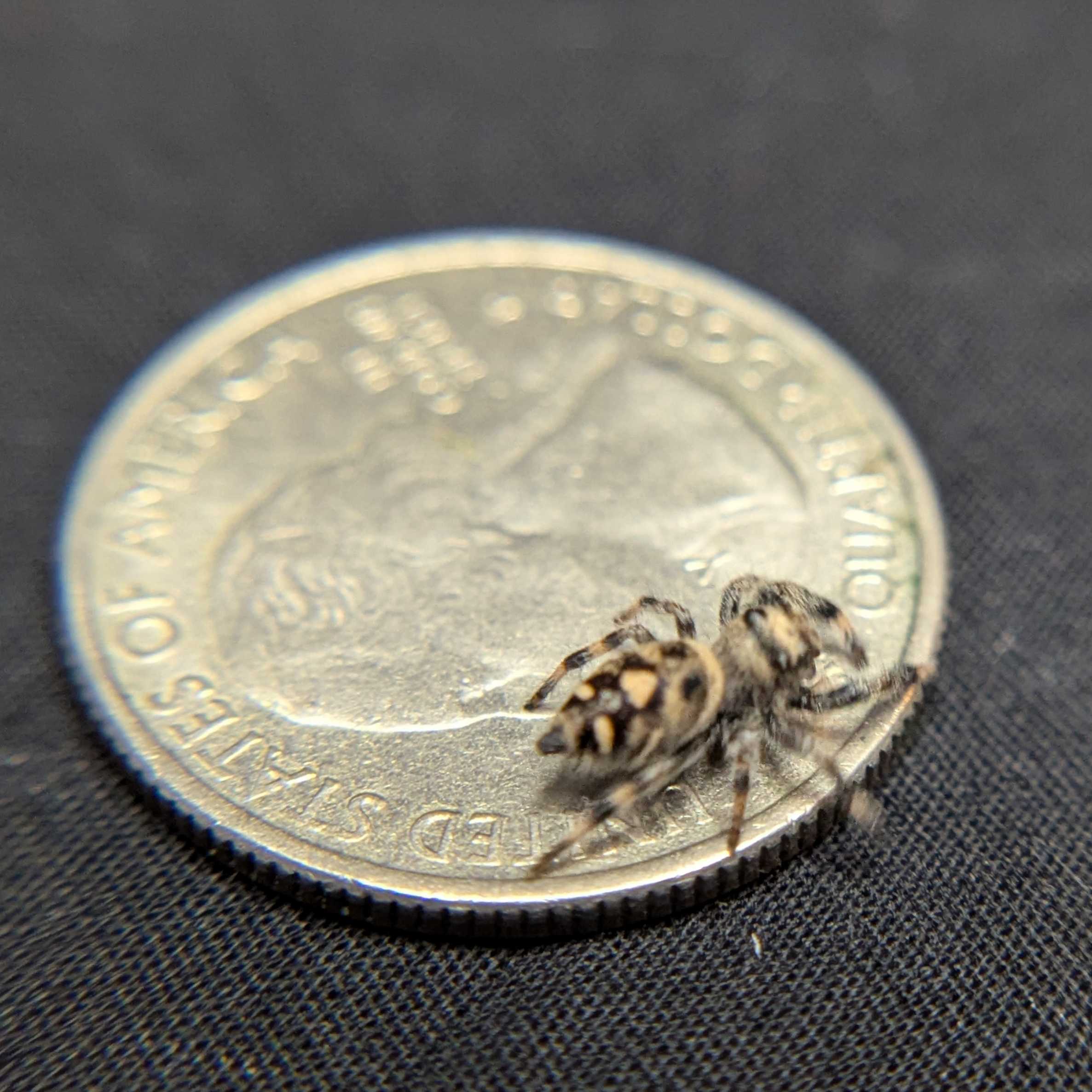 Regal Jumping Spider "Macaron"