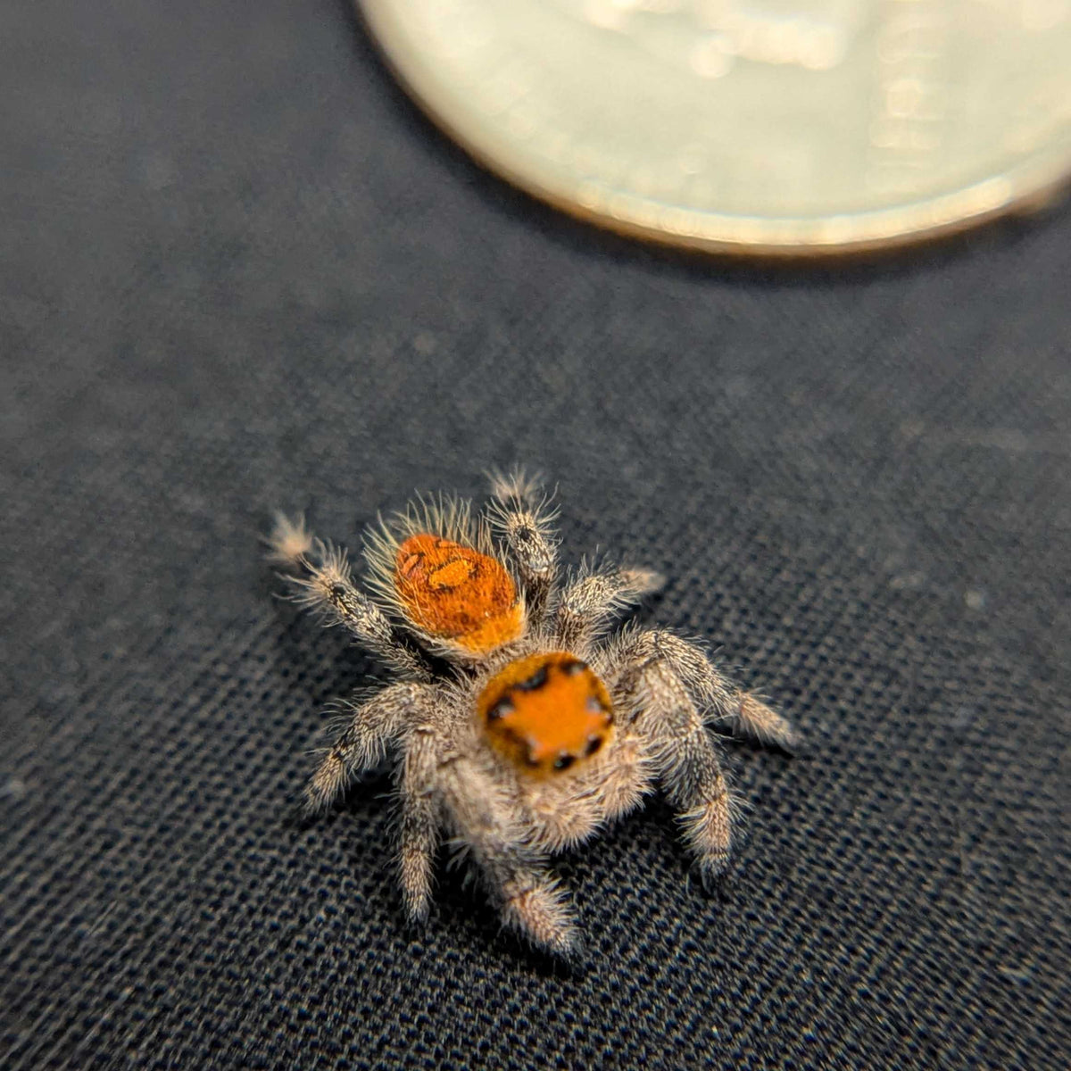 Regal Jumping Spider “Torch”