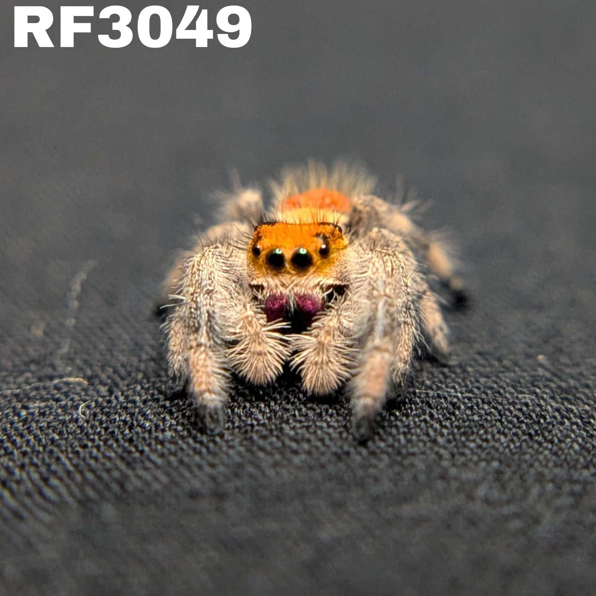 Regal Jumping Spider “Torch”